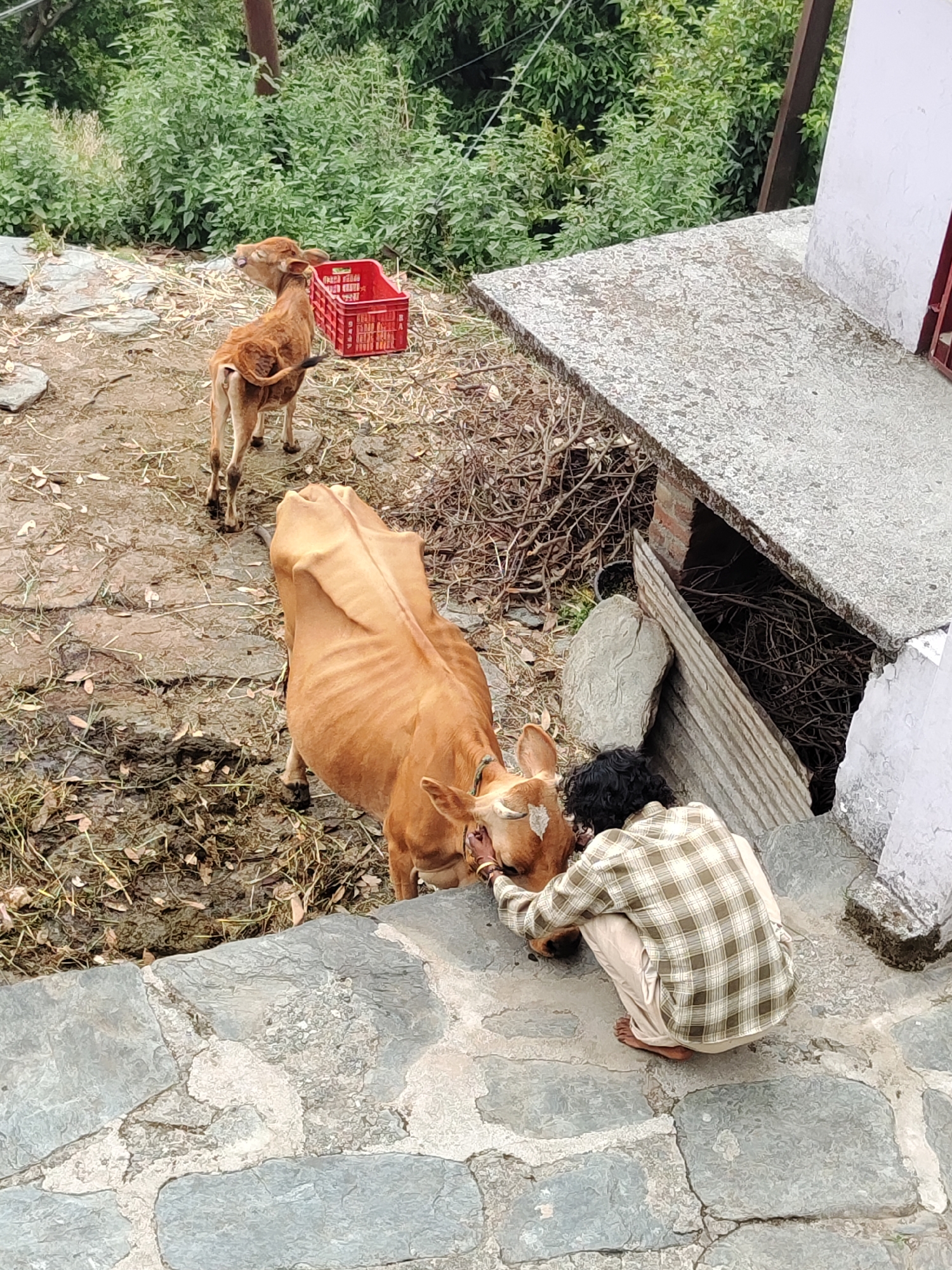 A high-angle shot reveals a scene in Haini, India. An individual with curly, dark hair is squatting on a stone platform, interacting with a light-brown cow. The individual is wearing a plaid shirt and light-colored pants, appearing barefoot. The cow is standing on muddy ground, with its head near the individual. In the background, a calf stands near a red plastic crate. The area is surrounded by green vegetation, suggesting a rural or semi-rural environment. A concrete structure is visible to the right, adding a man-made element to the scene.
