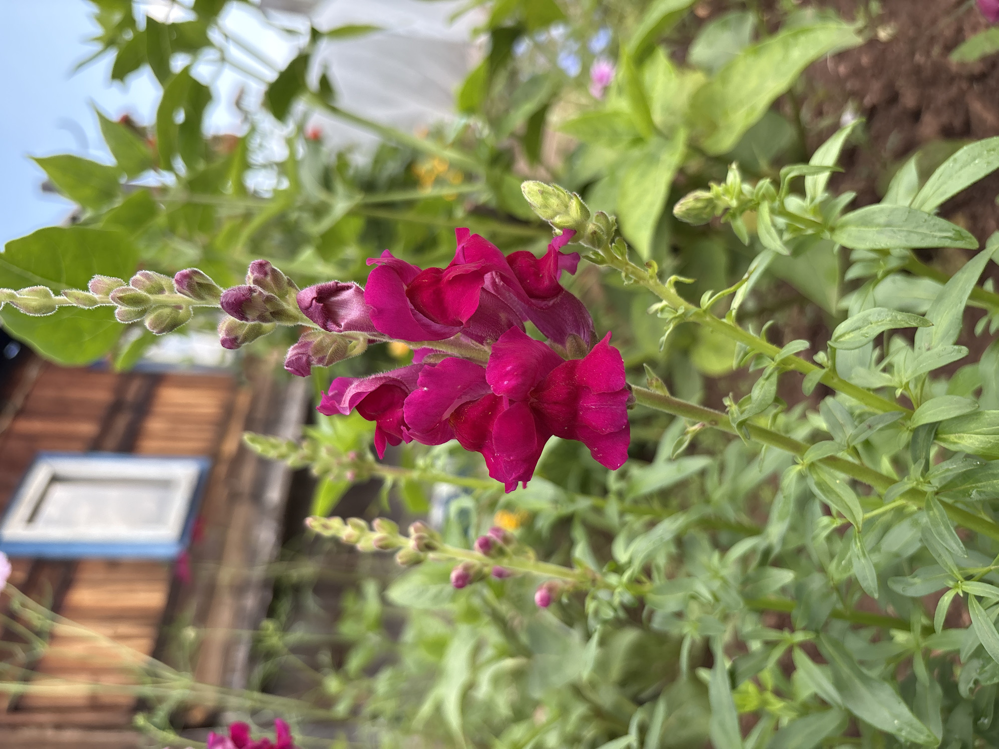 A close-up, low-angle shot shows a vibrant pink snapdragon flower in the foreground. The flower's petals are a deep, rich magenta, with some lighter pink hues near the base. The flower stalk is lined with numerous buds, some still tightly closed and covered in fine, fuzzy hairs, while others are beginning to unfurl. The background is softly blurred, revealing a wooden structure with a window that has a light blue frame. Green foliage, typical of a garden setting, fills the rest of the background, with hints of other colorful flowers and a white tarp or sheet visible. The overall impression is one of a lush, natural garden setting, likely in a residential area, given the presence of the wooden house. The image does not provide any specific information about Bratsk, Russia, or any discernible human presence or activity.