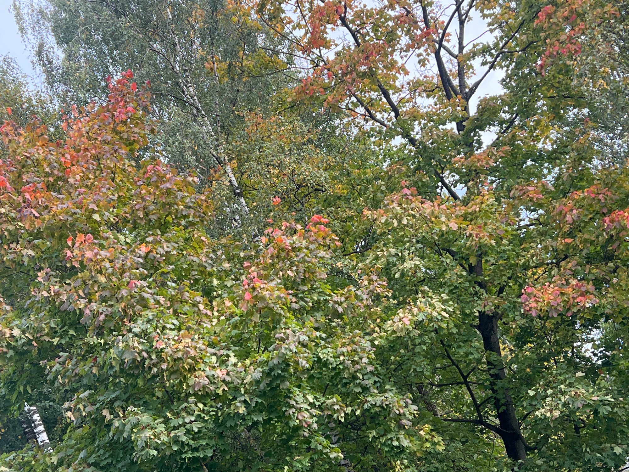 The image shows a close-up view of trees with a mixture of green and autumn-colored leaves against a cloudy sky. In the background, a birch tree with white and black bark is visible. The scene appears to be in a park or natural setting, possibly in Moscow, Russia, given the presence of birch trees which are common in that region. There are no people or specific activities depicted, focusing solely on the natural elements of the trees and the changing season.
