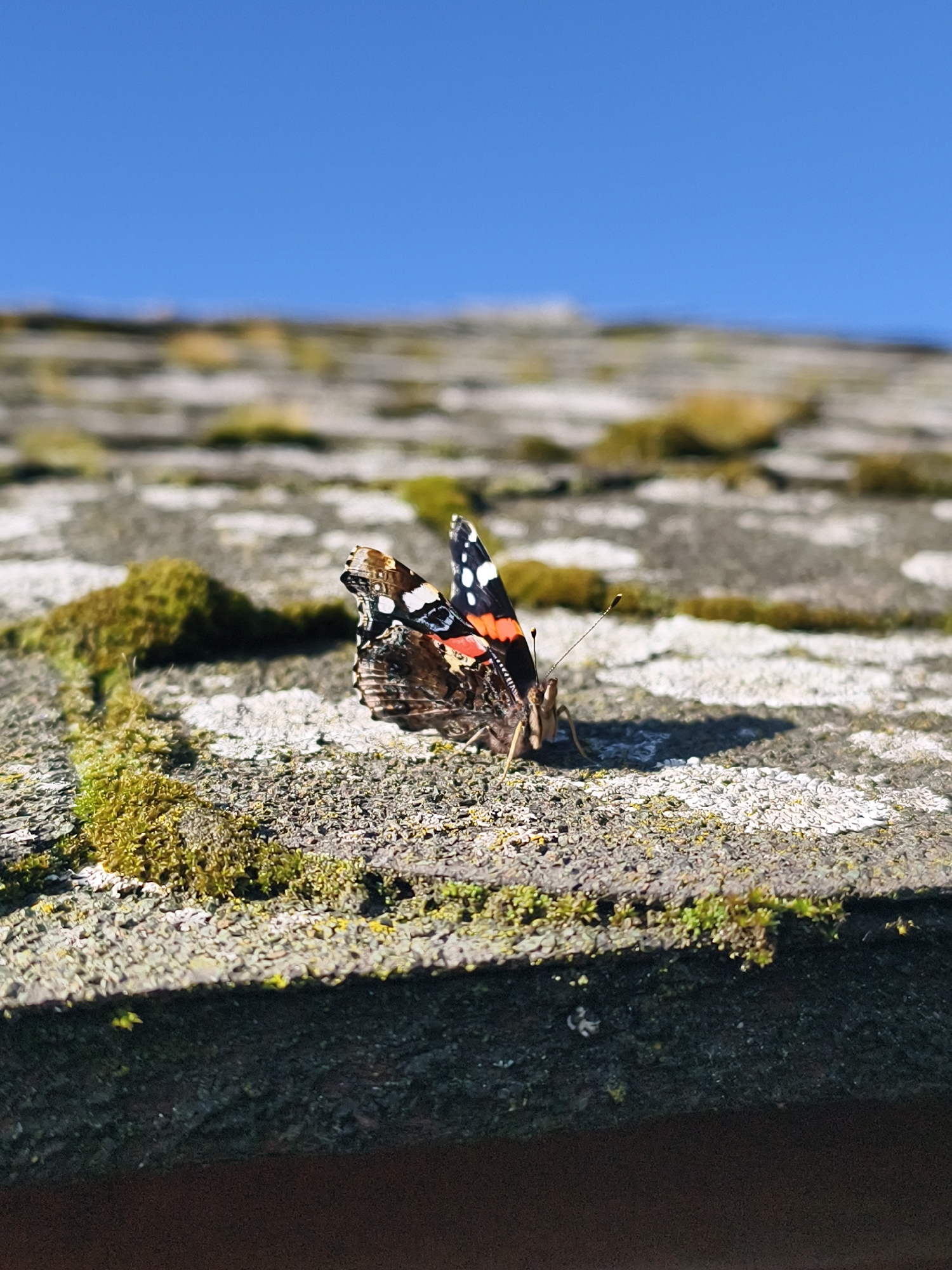 A red admiral butterfly, with its wings partially open, rests on a moss-covered, textured surface that appears to be a roof or stone wall. The butterfly's wings display intricate patterns of black, orange, and white. The background consists of a clear blue sky and a blurred landscape. The scene is illuminated by bright sunlight, casting a distinct shadow from the butterfly onto the surface. The overall impression is one of natural tranquility. This image was captured in Tczew, Poland.
