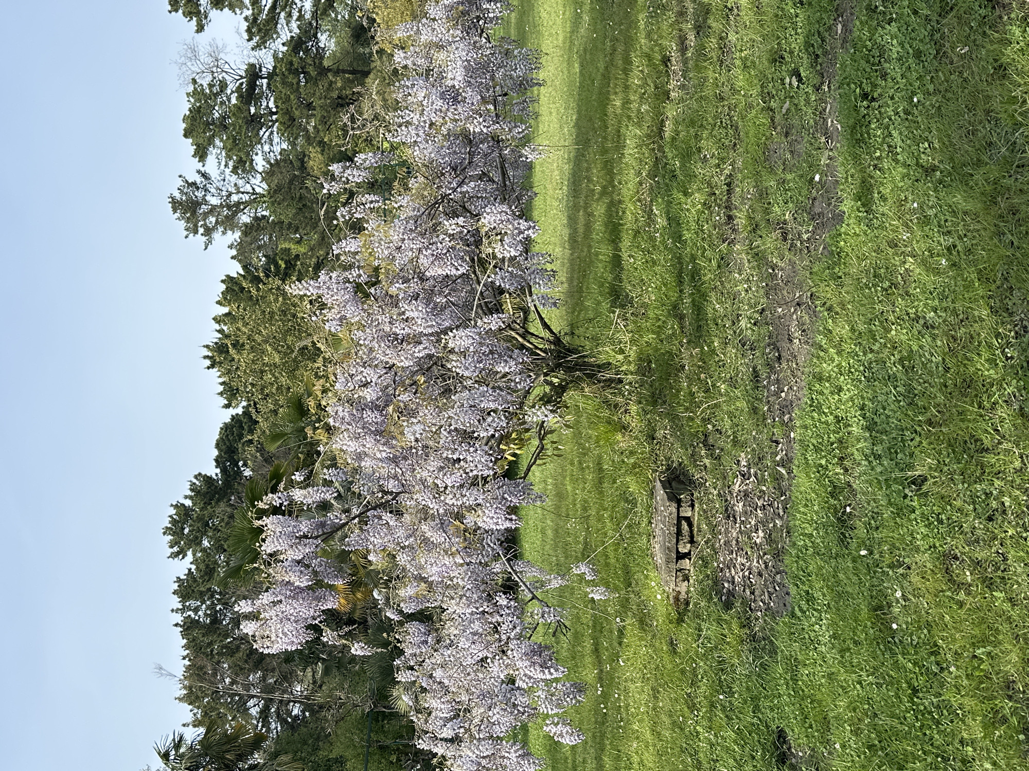 This image captures a serene outdoor landscape, likely a park or garden, bathed in bright daylight under a clear, light blue sky. The scene is dominated by a prominent flowering tree or large shrub in the mid-ground, adorned with numerous clusters of delicate light purple or lilac blossoms. Its branches, some bare, are visible amidst the dense floral display.
The ground is covered in vibrant green grass, stretching across the right side and foreground of the image. Within the grass, particularly closer to the foreground, small white flowers, possibly daisies, are scattered. Patches of darker earth or worn pathways are discernible within the grassy area. To the right of the flowering tree, a small, dark, rectangular object, possibly a weathered concrete block or a low wooden base, sits on the ground.
In the background and extending along the left side, a dense line of various trees creates a natural border. These include dark green coniferous trees and some deciduous trees with lighter green foliage or bare branches, suggesting a mix of species.
The bright, clear sky and strong illumination indicate a sunny day, likely during late morning or early afternoon. The overall atmosphere is peaceful and natural, showcasing the lush environment typical of a park or botanical garden in a temperate climate like Sochi, Russia. There are no people or discernible text visible in the image.
