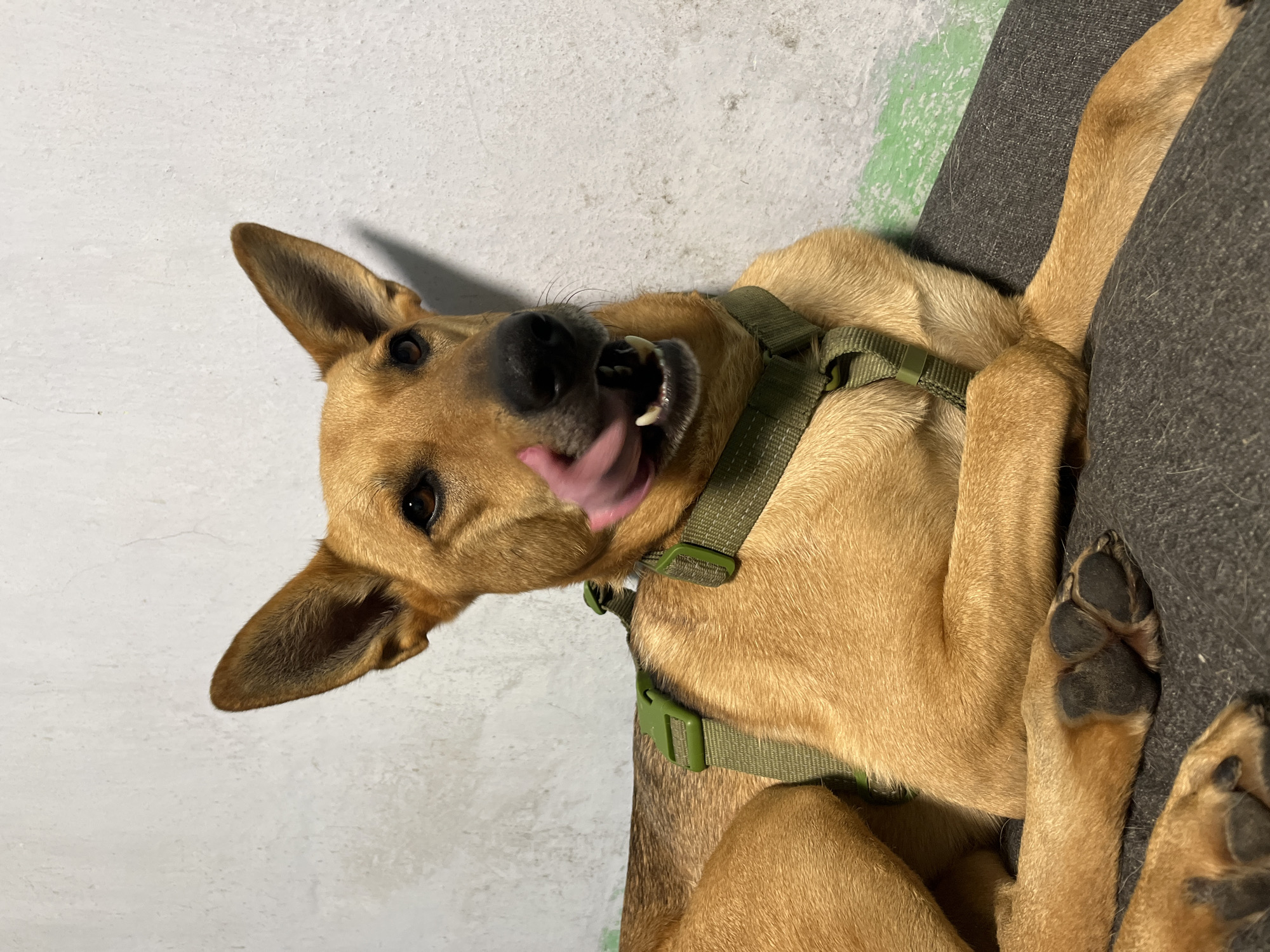 A medium-shot image shows a tan-colored dog with large ears, wearing a green harness, lying down and licking its nose. The dog is positioned in the foreground, facing towards the right of the frame. Its tongue is visible as it licks its snout. The background consists of a textured, off-white wall with some light green paint streaks towards the bottom right. The dog is resting on a dark gray surface. The overall lighting is dim. There is no identifiable information to suggest a location in Nizhny Tagil, Russia.