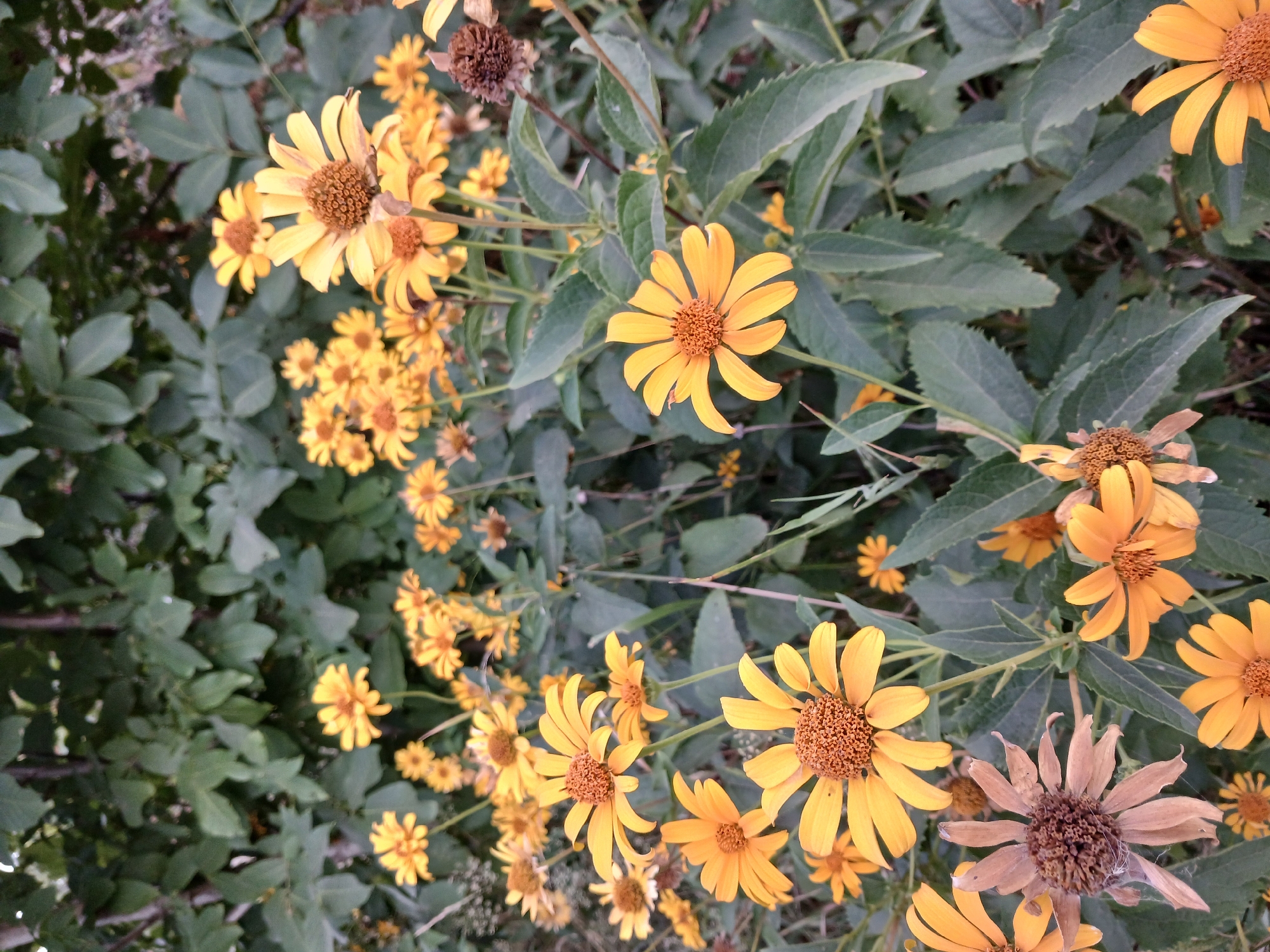 This is a close-up, eye-level, outdoor, vertical shot of a cluster of yellow flowers with brown centers, in a natural setting. The flowers are in various stages of bloom, with some appearing fresh and vibrant, while others are dried and browning. The background consists of lush green foliage, providing a soft contrast to the bright yellow of the flowers. The lighting is diffused, suggesting an overcast day or shade, and there are no visible signs of human presence or urban elements.