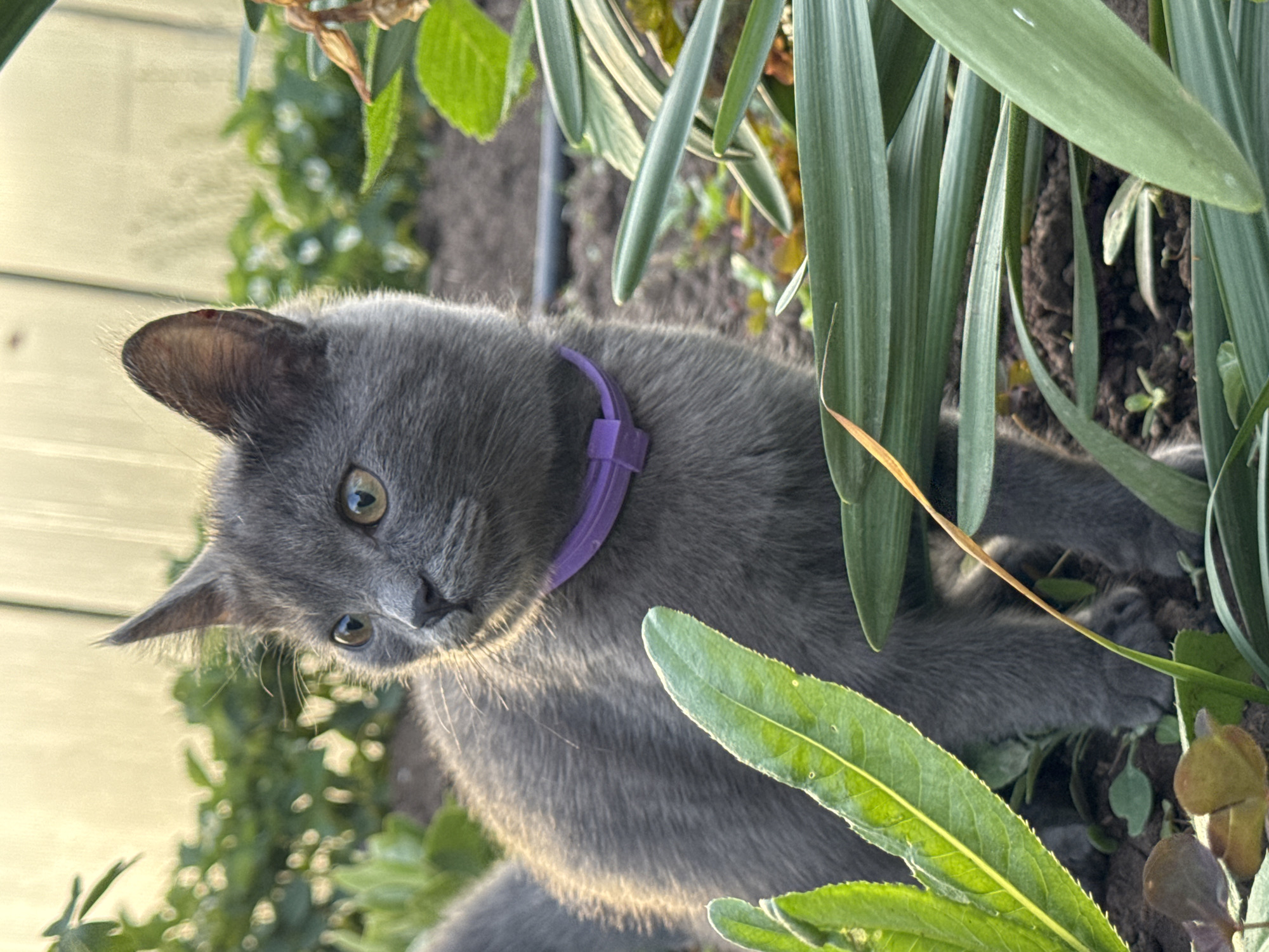 A gray cat wearing a purple collar is nestled among greenery in an outdoor setting. The location is suggested to be Nizhnyaya Gar', Russia, based on user input. The cat's head is tilted, and its eyes are visible. Various plants surround the cat, with leaves of different shapes and sizes. The background includes a light-colored wall.