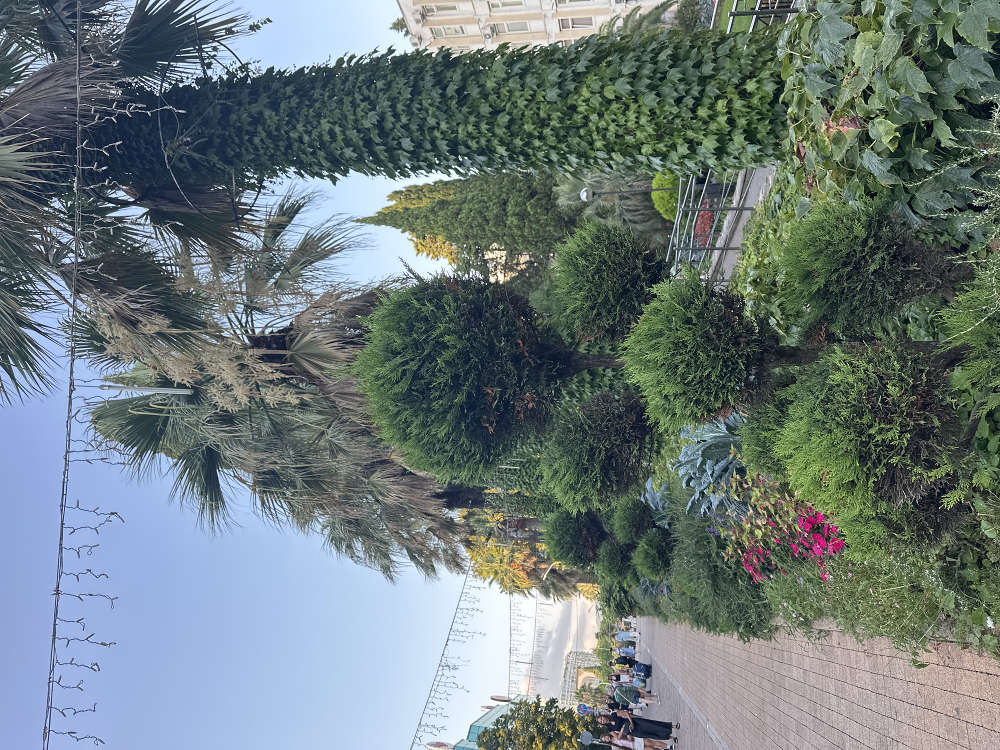 The image depicts a street scene in Sochi, Russia, likely during daylight hours. The foreground features a pedestrian walkway paved with brick-like tiles, lined with a meticulously maintained garden. This garden includes various types of greenery, such as manicured evergreen shrubs, flowering plants with pink petals, and larger trees including palm trees and cypress trees. One tall palm tree is heavily covered in ivy. String lights are suspended overhead across the street. Several people are visible walking along the pathway, some with luggage, suggesting a travel or tourist area. In the background, buildings with light-colored facades and windows can be seen, indicative of urban development. The sky is clear and light blue.
