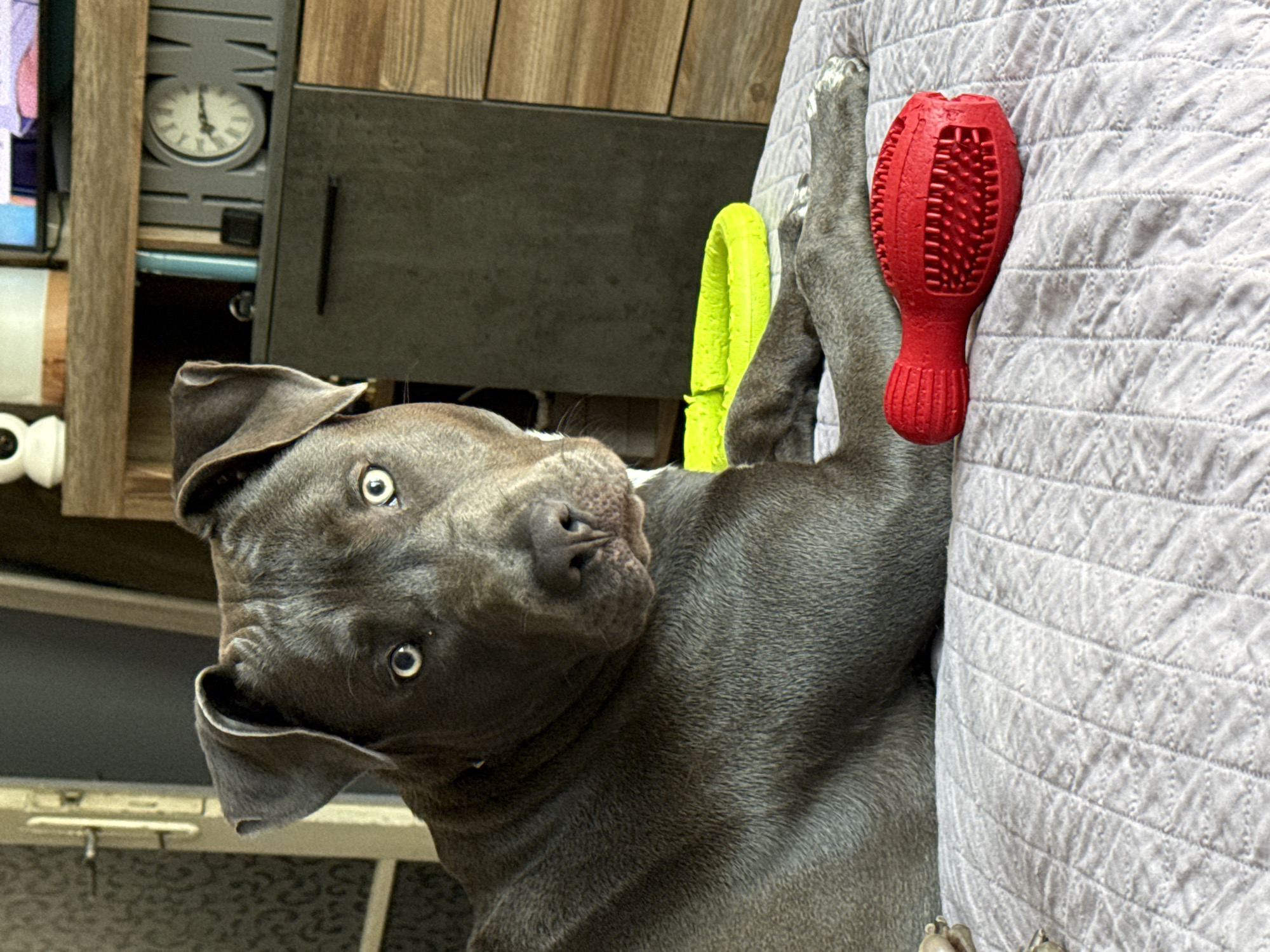 The image shows a close-up of a grey dog with bright blue eyes, lying on a quilted grey surface. A red, textured dog toy is placed in front of the dog's front paws. To the left of the dog, a light-colored door with glass panels is visible, partially obscured by the dog. In the background, a wooden cabinet with shelves can be seen. On one of the shelves, a round clock with Roman numerals is mounted on a decorative "HOME" sign. The scene appears to be an indoor setting. There is no information in the image to suggest a location in Varna, Bulgaria.