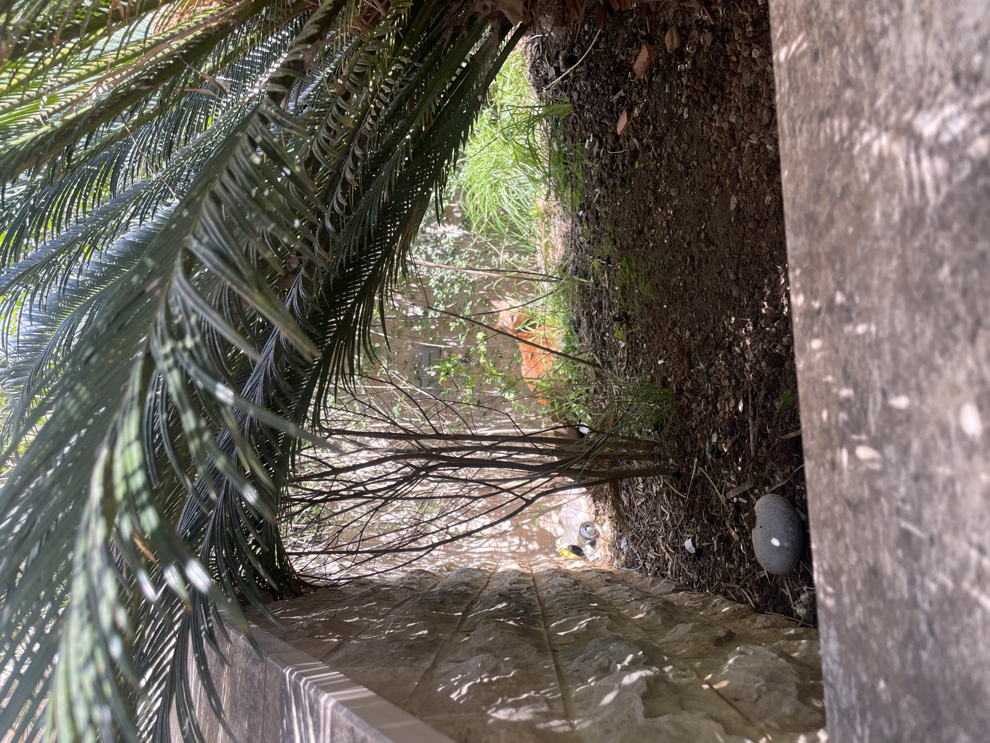 The image, likely taken in Boreti, Montenegro, shows a downward-angled view from a stone-paved ledge or walkway. To the left, the fronds of a sago palm drape into the frame. Beyond the ledge, a narrow patch of vegetation, including grass and small trees, is visible. A wall or pillar is on the right side of the image. A small grey stone rests near the base of the wall. The ground appears to be covered with dirt and small pebbles. Sunlight filters through the foliage, creating shadows on the stone surface.