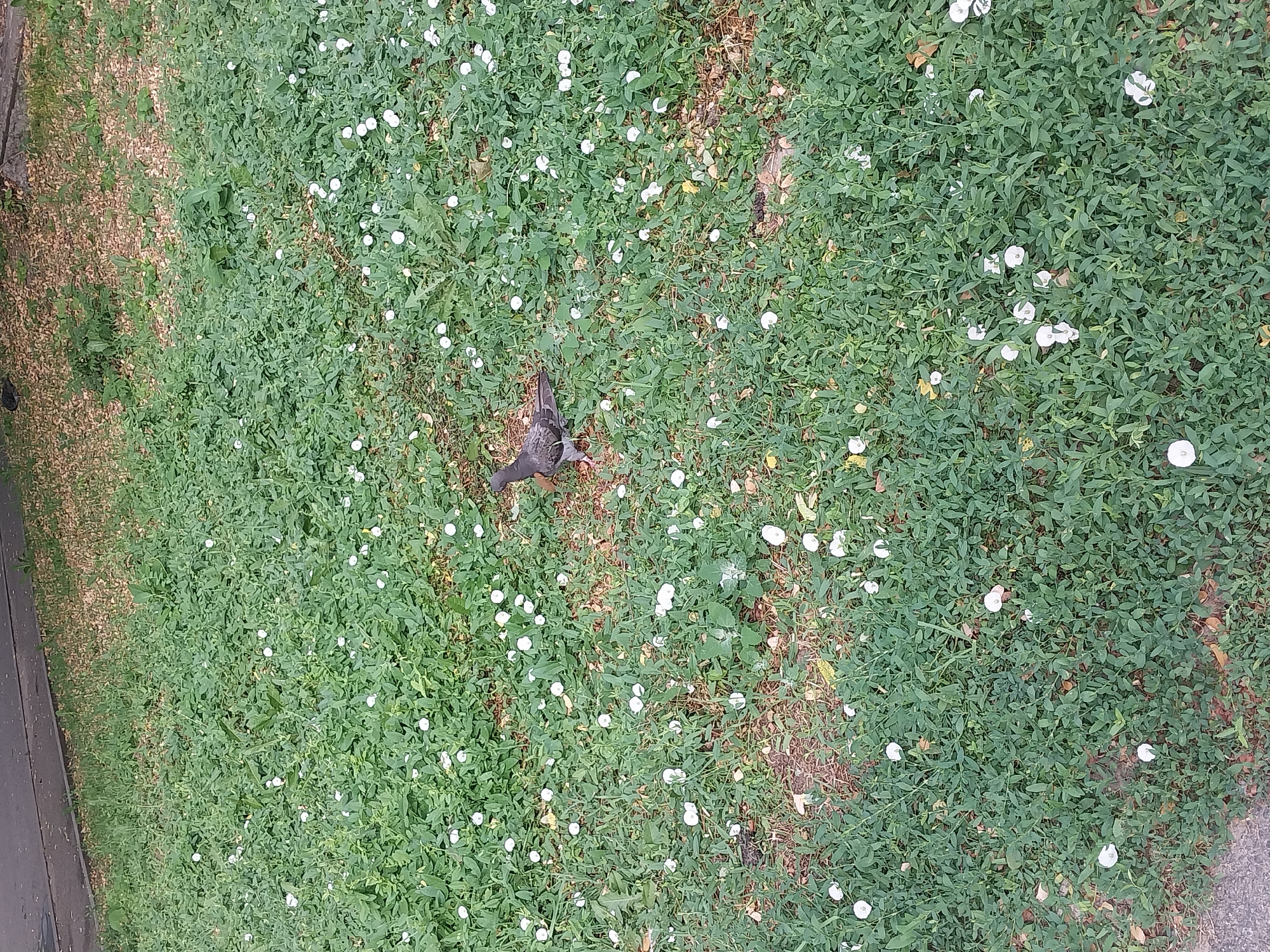 The image shows a pigeon standing on a patch of grass dotted with small white flowers. The grass is green and somewhat overgrown, with some patches of dry leaves and soil visible. The pigeon is facing to the right of the frame and appears to be foraging. In the background, there is a sidewalk or road edge with a darker surface. The scene is an outdoor urban environment, likely a park or a grassy area alongside a street in the city of Dnipro, Ukraine.