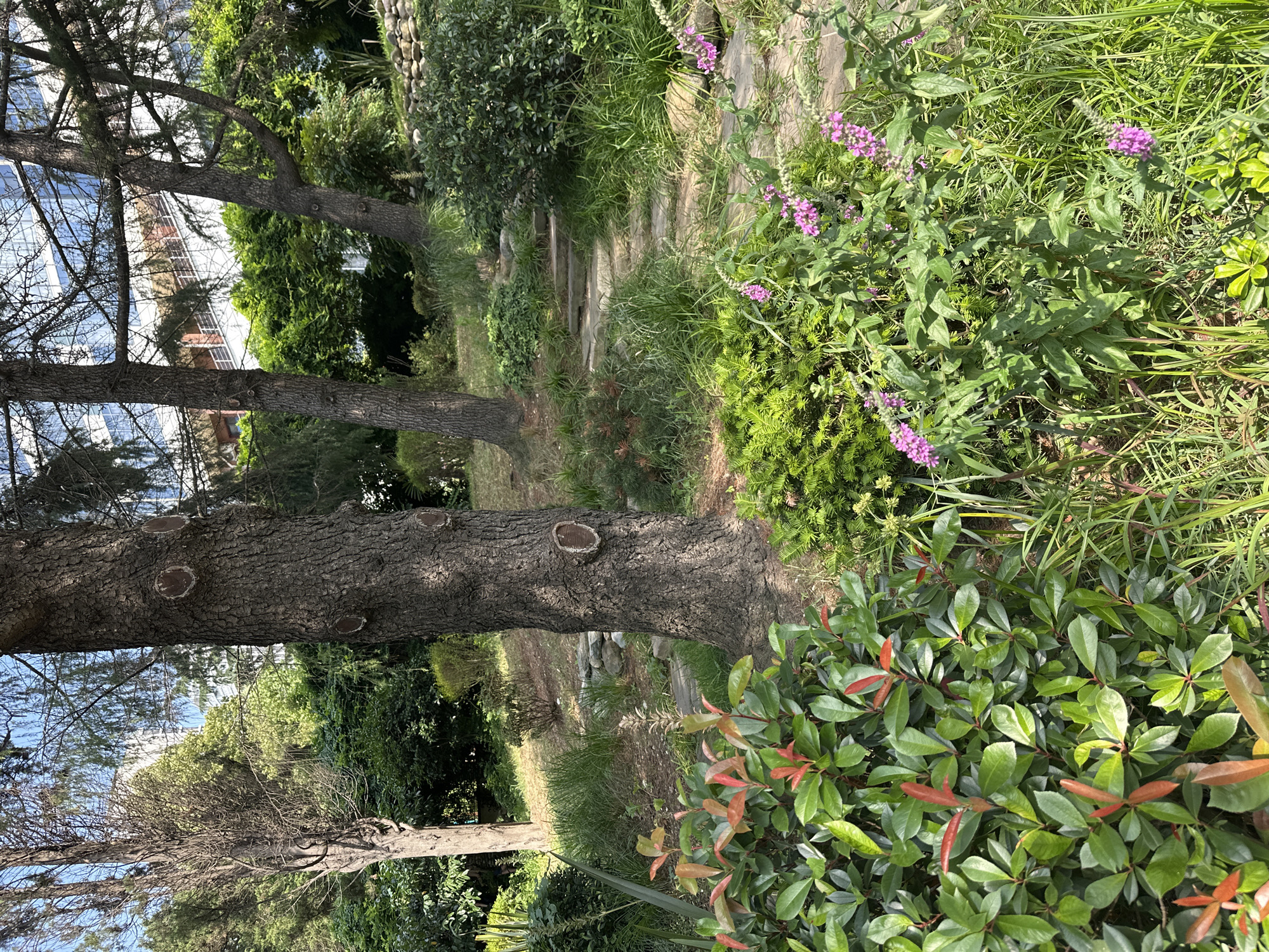 The image depicts a sun-drenched park area in Sochi, Russia, characterized by lush greenery and a stone pathway. In the foreground, a dense shrub with vibrant green leaves and reddish new growth dominates the left side. Adjacent to it, a flowering plant with delicate pink blossoms adds a touch of color. The ground is covered with a mix of tall grasses and smaller plants. A large, textured tree trunk stands prominently in the mid-ground, its rough bark contrasting with the surrounding foliage. Beyond this, a winding stone path ascends a gentle slope, disappearing into the dense vegetation. In the background, several more trees are visible, their branches reaching towards a bright blue sky. Behind the trees, a modern building with white balconies and numerous windows is partially visible, suggesting an urban setting within the park. The overall scene conveys a sense of tranquility and natural beauty, typical of a well-maintained park in a warm climate.
