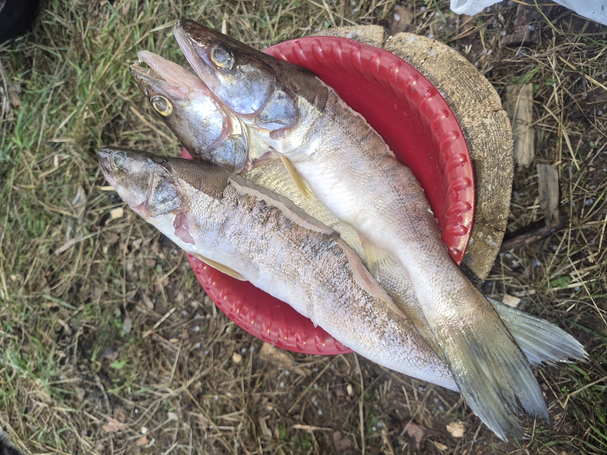 Three freshly caught fish lie on a red plastic plate, which is placed on a wooden log. The fish are a light silver color with darker markings along their bodies and tails. Their mouths are open, revealing small teeth. The background consists of dry grass and dirt, suggesting an outdoor setting. There is no visible indication of the city of Noviy, Russia.