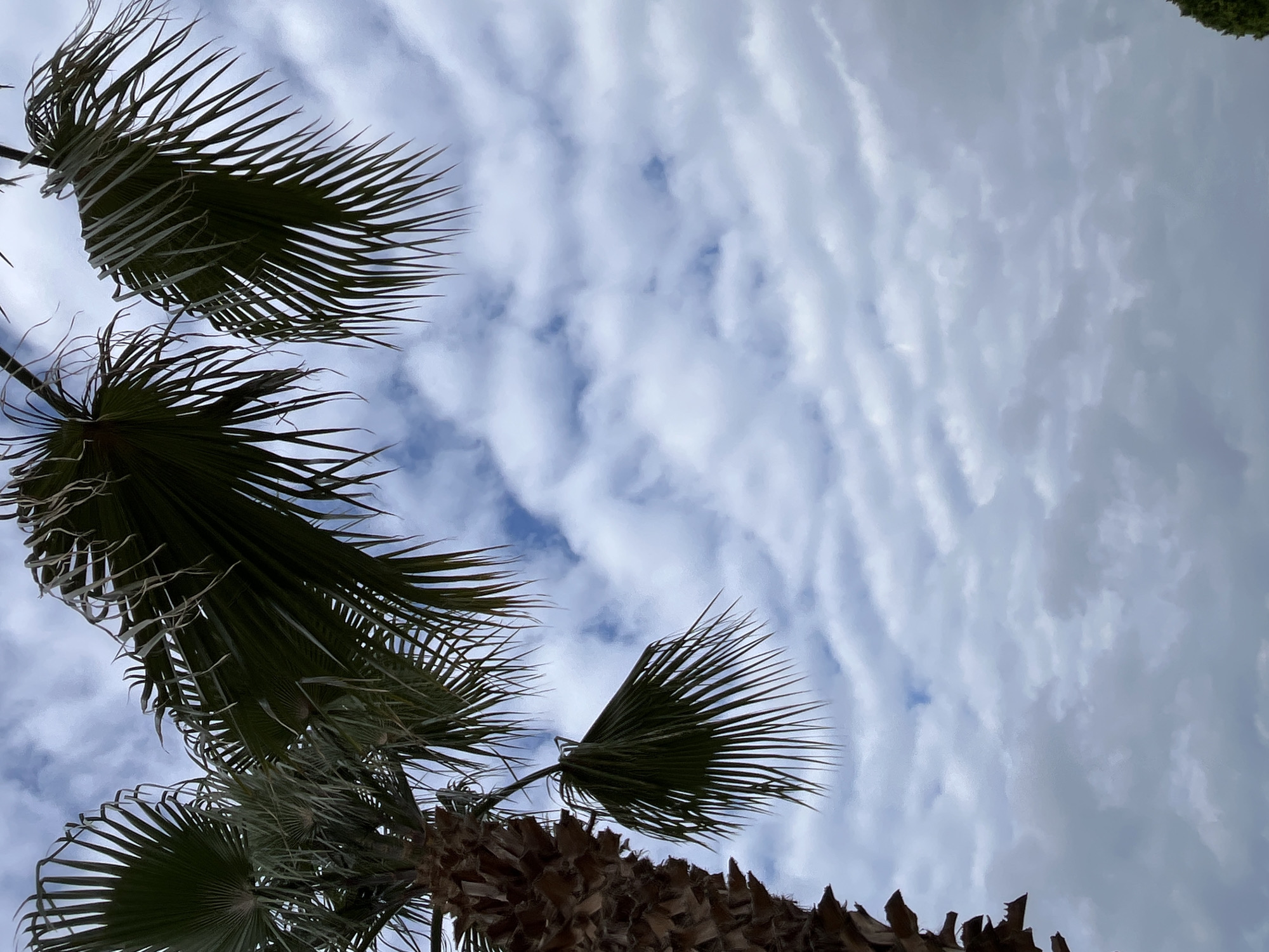 The image is a low-angle shot of palm trees set against a cloudy sky. The fronds of the palm trees are silhouetted against the white and blue clouds. The trunks of the trees are visible at the bottom of the frame. The location is likely Alanya, Turkey, given the prevalence of palm trees in that region.