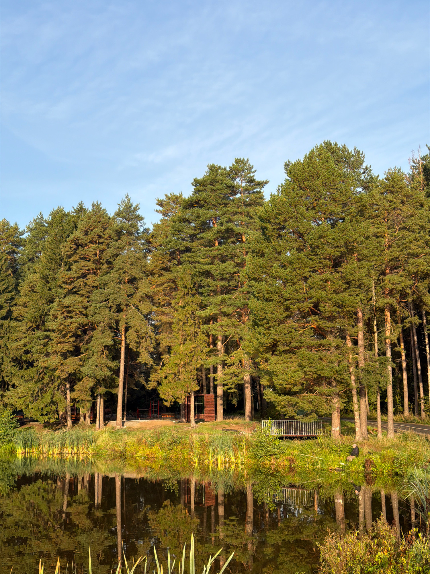 The image depicts a serene natural landscape, likely on the outskirts of Chaikovsky, Russia, featuring a calm body of water reflecting the surrounding environment. On the opposite bank, a dense forest of tall pine trees dominates the scene, their branches reaching towards a clear blue sky with a few wispy clouds. The trees are illuminated by the warm glow of what appears to be late afternoon or early morning sunlight, casting long shadows and highlighting the rich green foliage.
Along the water's edge, reeds and other aquatic vegetation grow, adding texture to the scene. In the distance, nestled amongst the trees, are glimpses of human structures. A wooden building with windows and a red-roofed structure that appears to be an outdoor gym or play area are visible. Further along the bank, a white metal railing forms a small viewing platform.
To the right of this platform, a lone individual is seated, holding a fishing rod and seemingly engaged in fishing. The water's surface acts as a mirror, providing a clear and detailed reflection of the trees, the vegetation, the structures, and the individual. The overall impression is one of tranquility and natural beauty, with a subtle human presence integrated into the landscape.