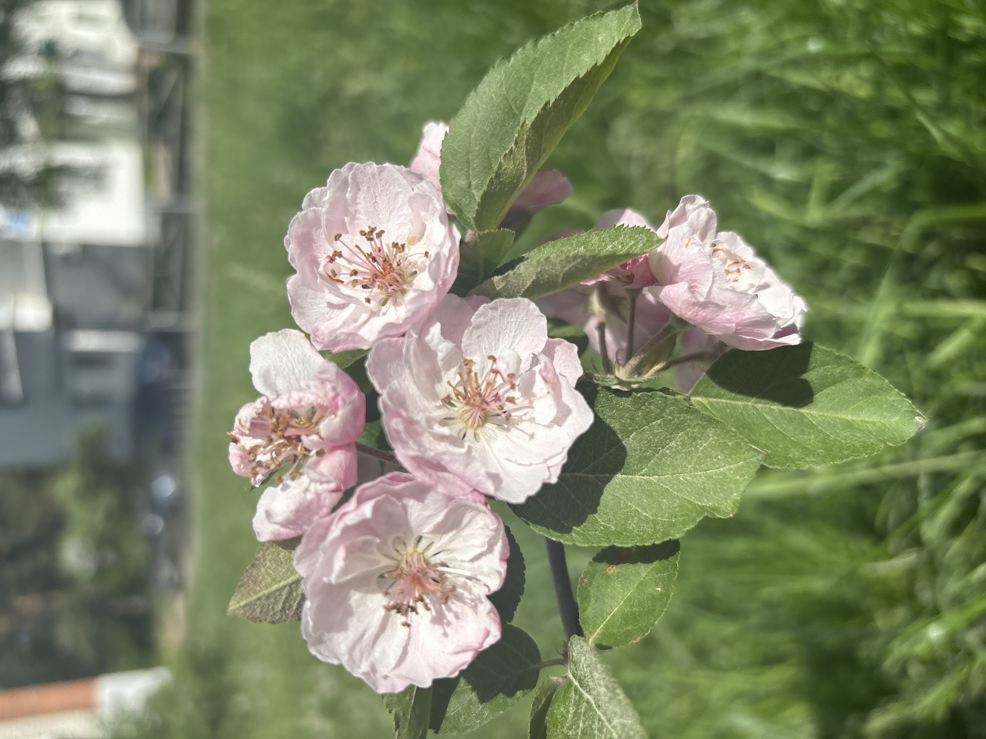 The image shows a cluster of light pink blossoms with green leaves, likely from a flowering tree or shrub. The backdrop is a mix of green vegetation, potentially grass or other foliage, and blurred buildings suggesting an urban setting. The overall scene appears to be outdoors on a sunny day. There's no visible evidence of a specific location in Chaikovsky, Russia, only the general impression of an urban environment with greenery.