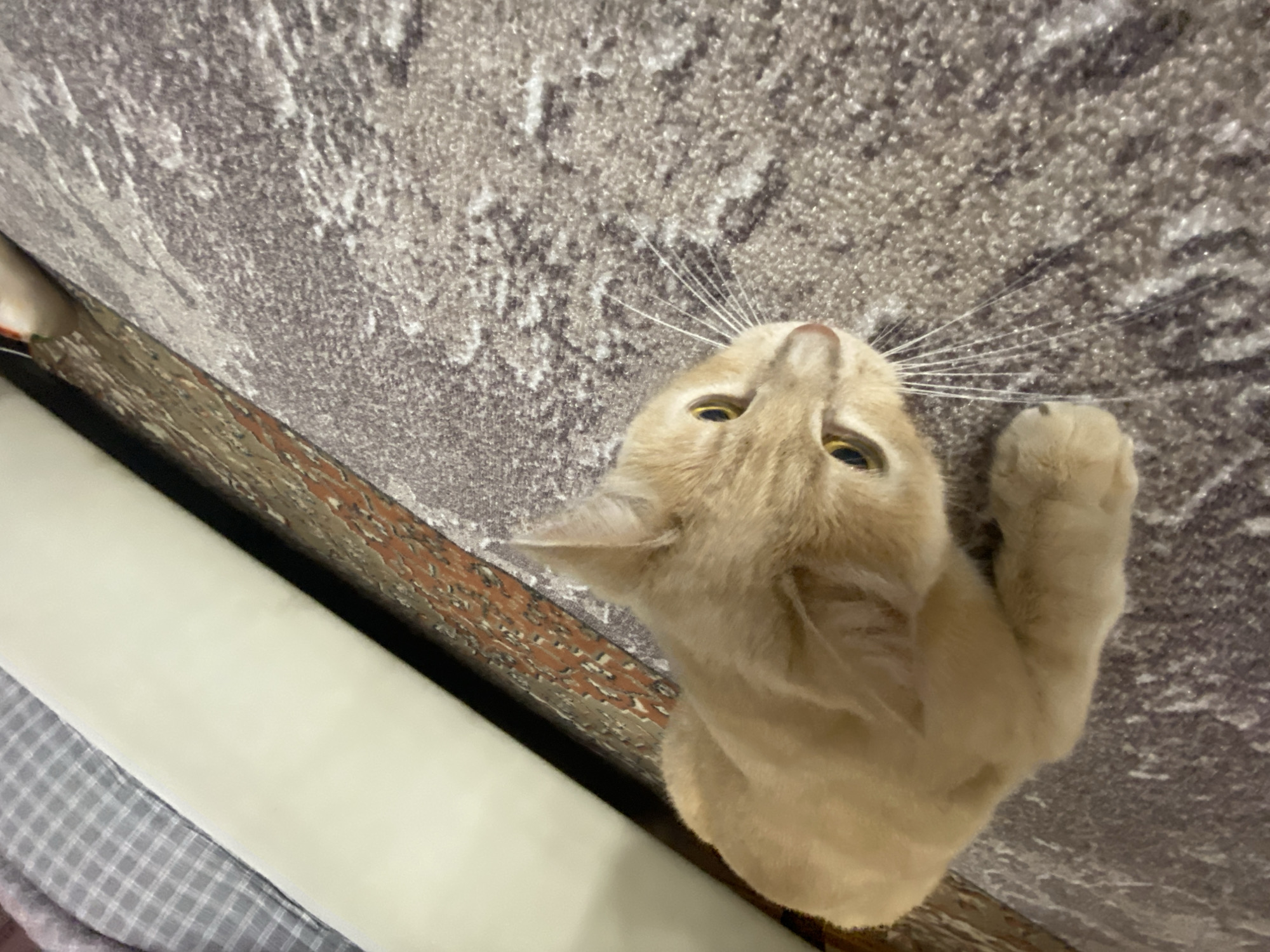 An orange tabby cat is seen from above, lying on a gray patterned sofa. The cat is positioned with its head near the top center of the frame, its golden eyes are open. One paw is visible near its head. The cat is in the Krasnoyarsk, Russia. The sofa has an off-white cushion and a patterned frame. A gray and white plaid blanket is visible at the lower left of the image.