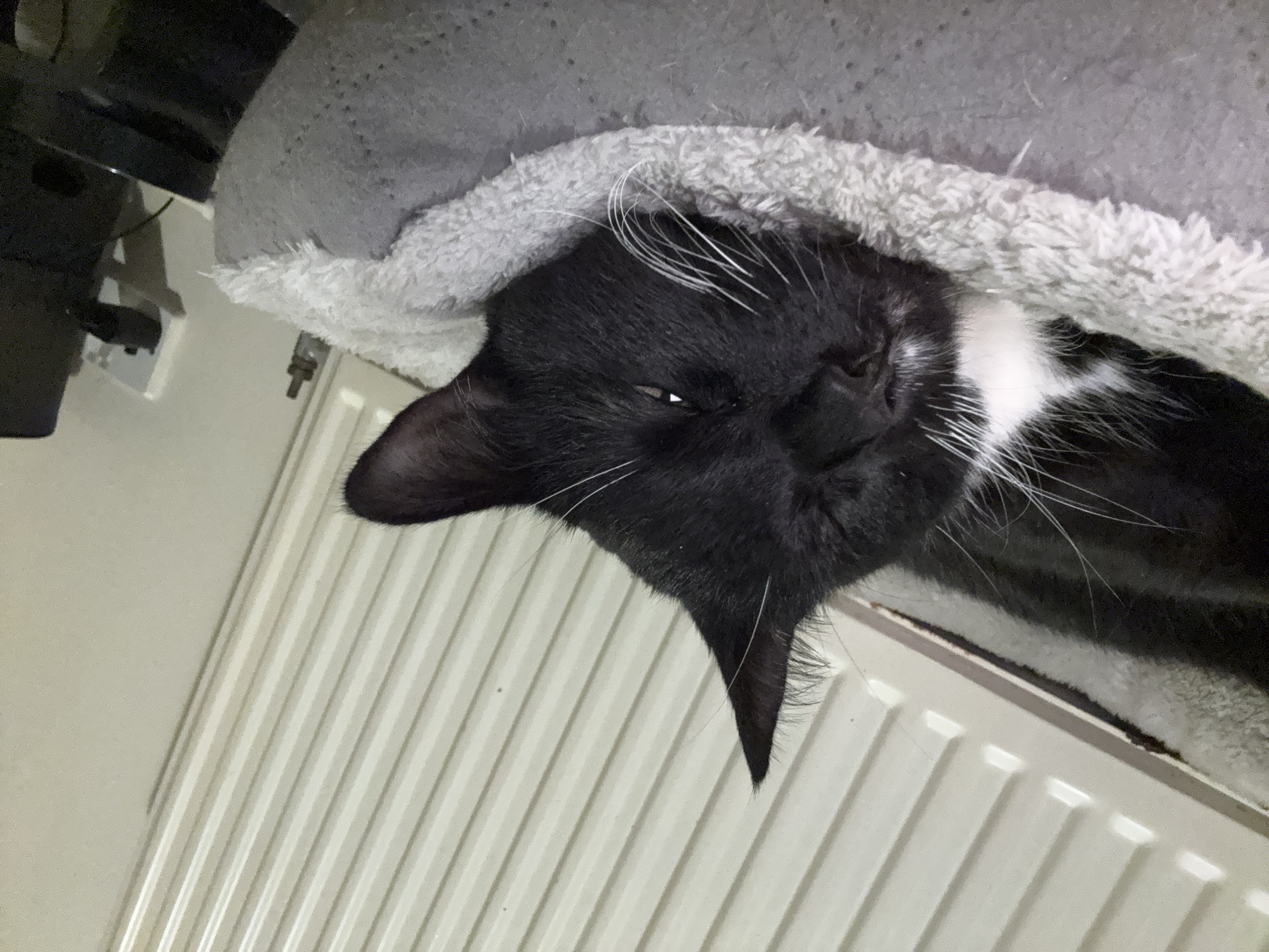 A tuxedo cat is observed sleeping or resting in a gray pet bed with a fluffy light gray interior rim, situated indoors in Desborough, United Kingdom. The cat's fur is predominantly black, featuring a distinct white patch on its chest. Its eyes are mostly closed, though a narrow slit is visible on the cat's right eye, revealing a small segment of the iris. Prominent white whiskers extend from its muzzle. The cat's head is positioned on the fluffy rim of the bed. In the background, a white panel radiator spans horizontally. Above and to the right of the radiator, a light-colored wall is visible. Further to the right, a white electrical outlet is mounted on the wall, and a dark, rectangular object is partially visible below it. A small, dark, cylindrical object is vaguely discernible above the outlet. The scene is illuminated by ambient indoor light.