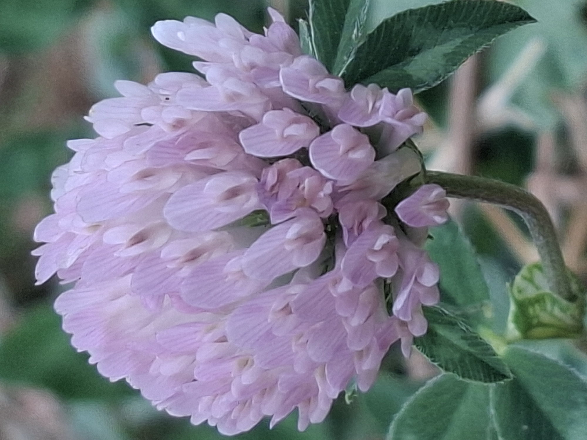 A close-up, vertical shot captures a blooming red clover flower, its delicate pink petals forming a dense, rounded head. The flower is a focal point against a blurred green background, suggesting an outdoor setting. Green leaves are visible at the base of the stem. The scene is likely a natural environment, possibly a park or garden in Almaty, Kazakhstan, given the context. There are no people or any specific urban elements present in the image.