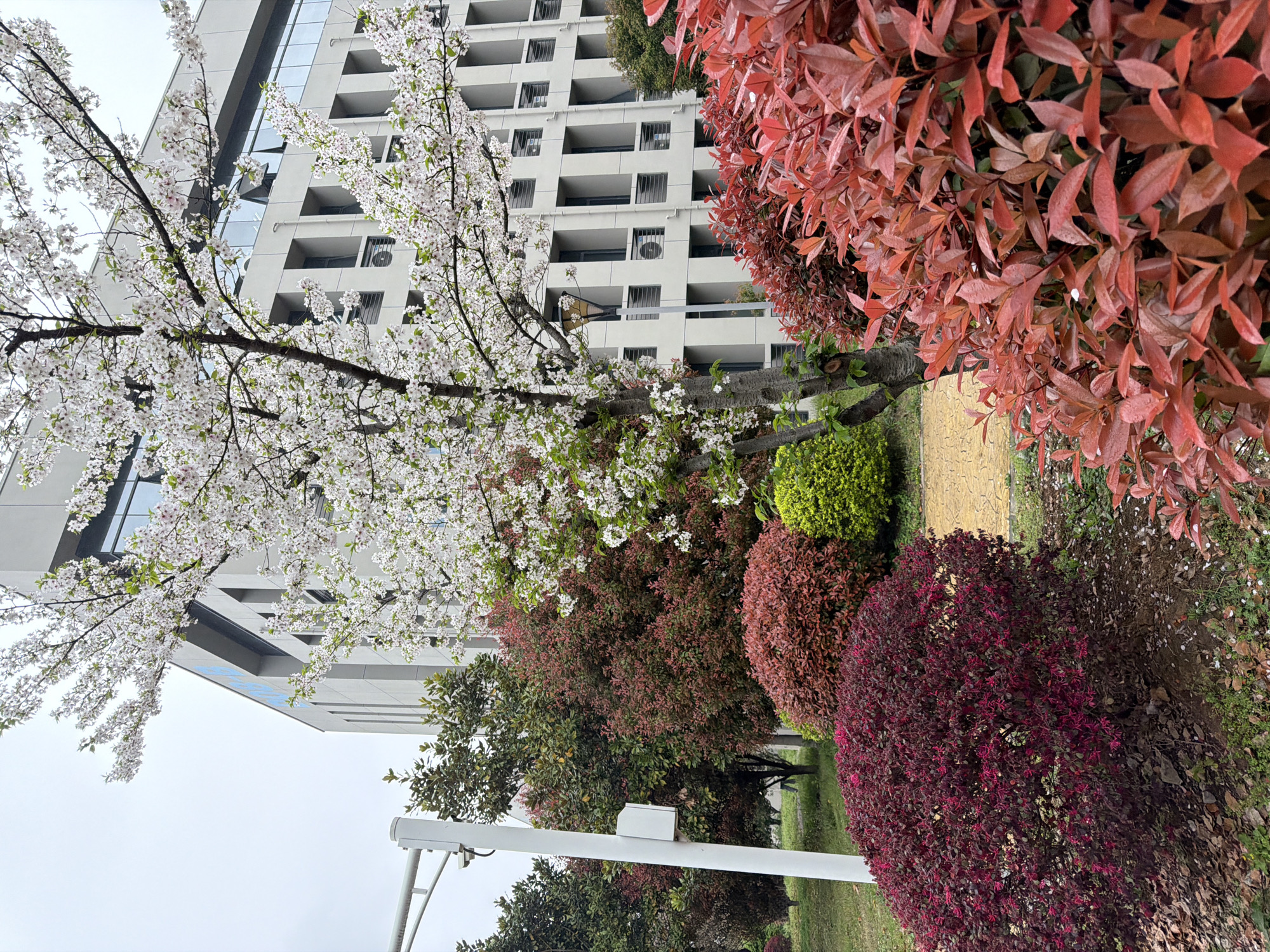 The image depicts a scene in the Jiangning District of China, showcasing a combination of nature and urban elements. A flowering tree with white blossoms stands prominently, partially obscuring a multi-story building with a white facade and recessed balconies. The landscaping includes various shrubs with red, green, and purple foliage, creating a colorful border along a path. A white street lamp pole is visible in the lower left corner. The sky is overcast.