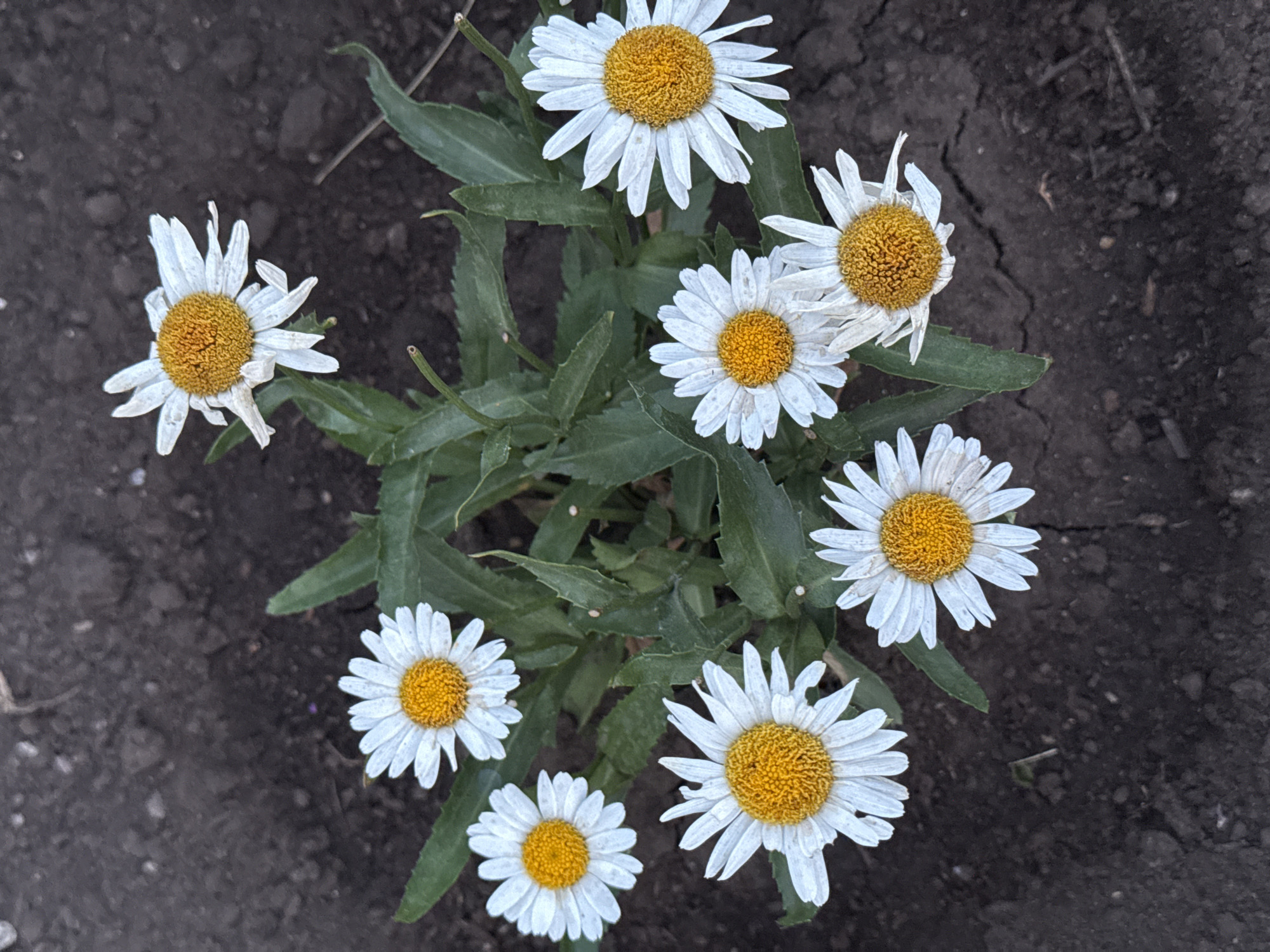 This is a top-down, close-up, outdoor, eye-level shot of a cluster of nine white daisies with yellow centers, growing in dark, dry soil. The daisies are arranged in a circular pattern, with some appearing fresher than others. The soil is cracked and barren, with a few small pebbles visible. No people or animals are present in the image. The scene appears to be a garden bed in a residential area in Otradny, Russia.