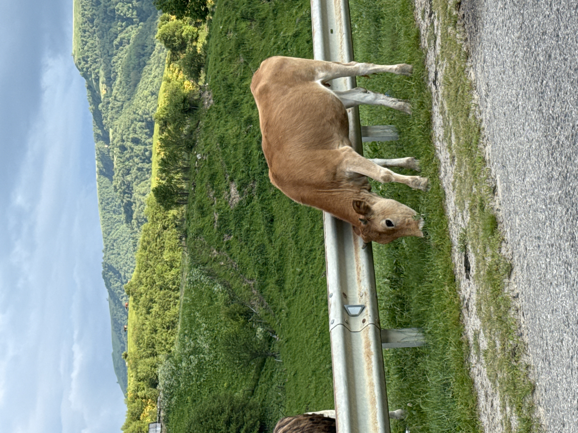 A light brown calf is grazing on grass next to a metal guardrail. In the background, a lush green hillside is covered in trees and undergrowth, with mountains in the distance under a cloudy sky. The calf is positioned in the foreground, with its head down, focused on eating. Another cow, partially visible on the left, has brown and white markings. The scene appears to be in a rural area, possibly in or near Верхняя Мара, Russia, given the mountainous landscape and vegetation.
