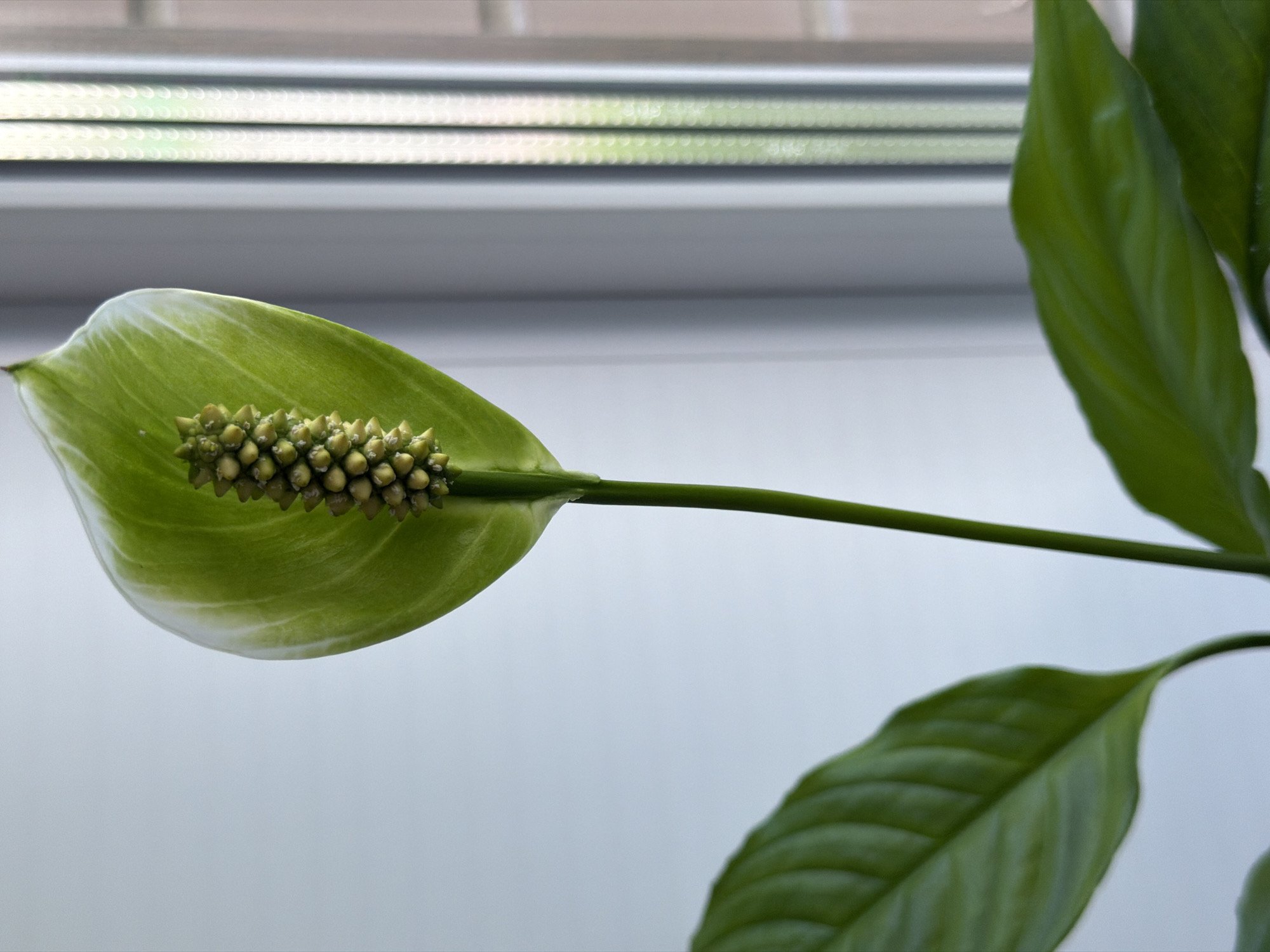The image displays a close-up, horizontal view of a Peace Lily (Spathiphyllum) plant, focusing on its distinct flower and leaves. The main subject is a single white-green spathe, which is the modified leaf surrounding the flower, and an upright, cream-colored spadix, which is covered in small, textured florets. The spathe is predominantly light green, with lighter, almost white, variegation along its upper edge, suggesting it is either a young bloom or a variety with green-tinged spathes.
A slender, green stem supports the flower, extending towards the right side of the frame. To the right and slightly below the flower, several broad, dark green leaves of the plant are visible, some partially in focus, showing their characteristic ribbed texture.
The background consists of a light-colored, possibly white or light grey, surface in the lower portion, likely a window sill or wall. Above this, a horizontal band of blurred elements suggests a window frame or blinds, with soft, diffused reflections of light. The overall lighting is bright and even, indicating an indoor setting, likely near a window during daylight hours. No specific time of day, weather, or emotions are discernible. There is no visible text in the image.