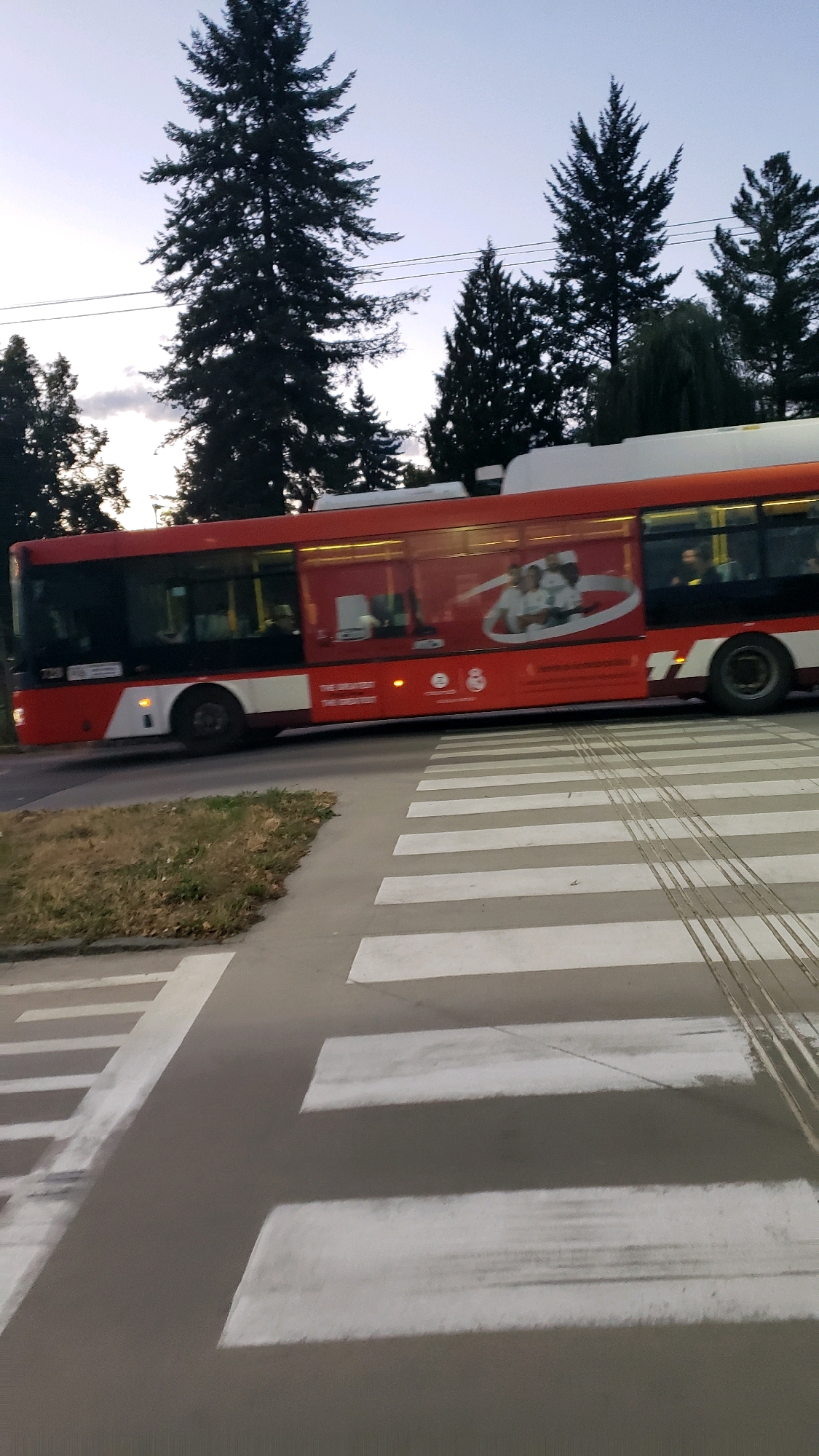 The image depicts an outdoor scene with a red and white articulated bus in motion, traversing a pedestrian crossing. The bus, featuring advertisements on its side, is captured mid-transit, suggesting it is a public transport vehicle. The surrounding environment includes tall evergreen trees silhouetted against a twilight sky, with visible power lines. The pedestrian crossing is marked with white stripes on asphalt, and some tire tracks are visible on the crossing. The overall atmosphere suggests an urban or suburban setting at dusk. The precise location within Prešov, Slovakia, cannot be determined from the visual information alone.
