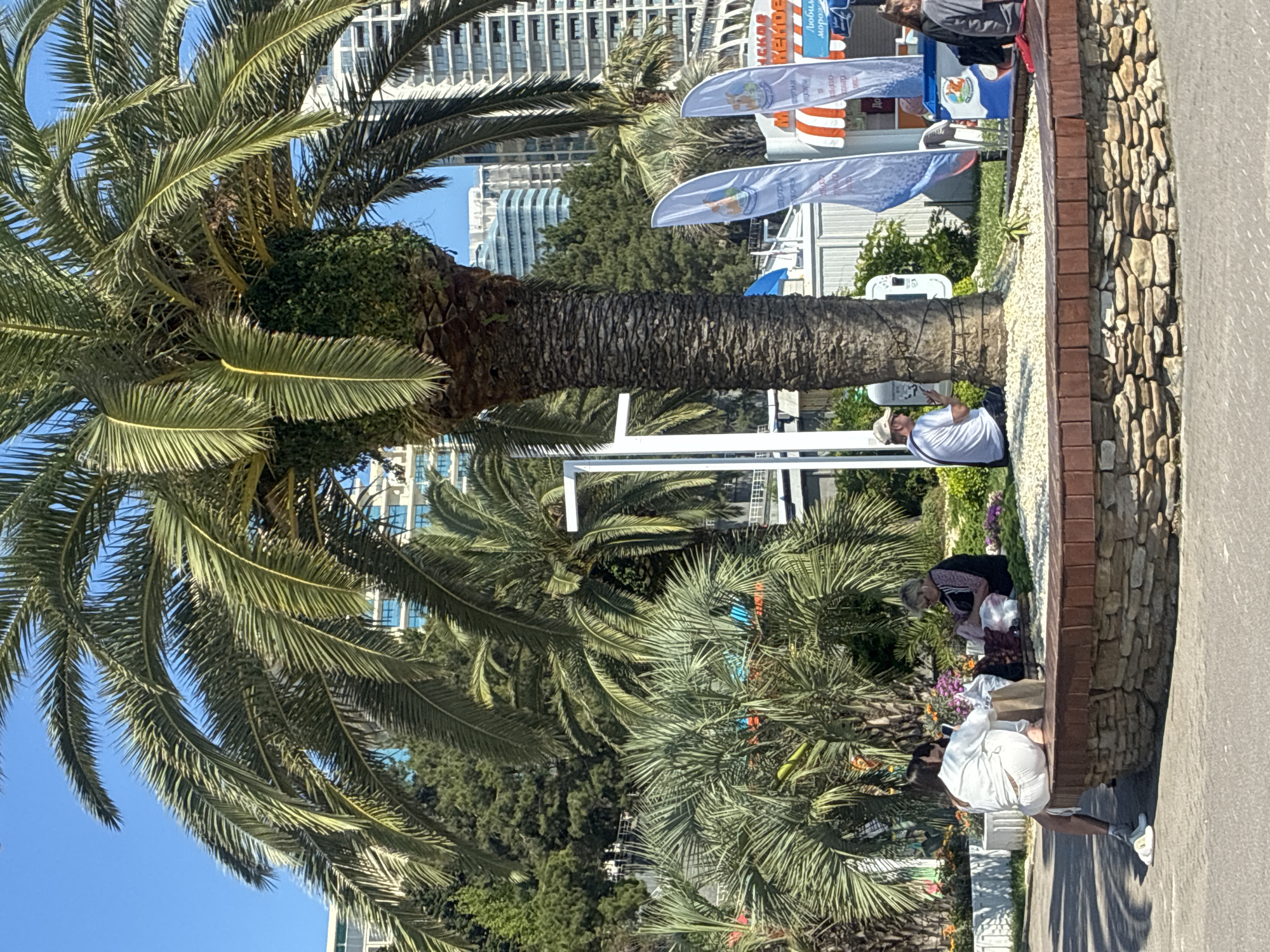 The image depicts an outdoor scene in Sochi, Russia, under a clear blue sky. In the foreground, a circular stone bench surrounds the base of a large palm tree, which is the dominant natural element in the composition. Several people are visible in the scene, some sitting on the bench and others in the background.
On the bench in the left portion of the frame, two individuals, one wearing white clothing and the other partially obscured, are seated. They appear to be engaged in conversation or some activity involving items on the bench, possibly a picnic or shopping bags. To the right of them, a third person, an older woman with blonde hair wearing a dark jacket over a pink top, is also seated on the bench, seemingly engaged with items in front of her. Further to the right, a man wearing a white t-shirt and a cap is seated on the grass near the base of the palm tree, looking at his phone.
In the background, there are more palm trees and lush green foliage. Behind the trees, several modern, tall buildings characteristic of a resort city are visible. Adjacent to the palm tree and bench area, there is a small kiosk or food stand with striped awnings and various promotional flags, suggesting a commercial or recreational area. One of the flags displays text in Russian. Two blue ice cream containers are visible in front of the stand. The ground in the immediate foreground appears to be a paved walkway or promenade. The overall atmosphere is one of a warm, sunny day in a public space, likely a park or a seaside promenade.