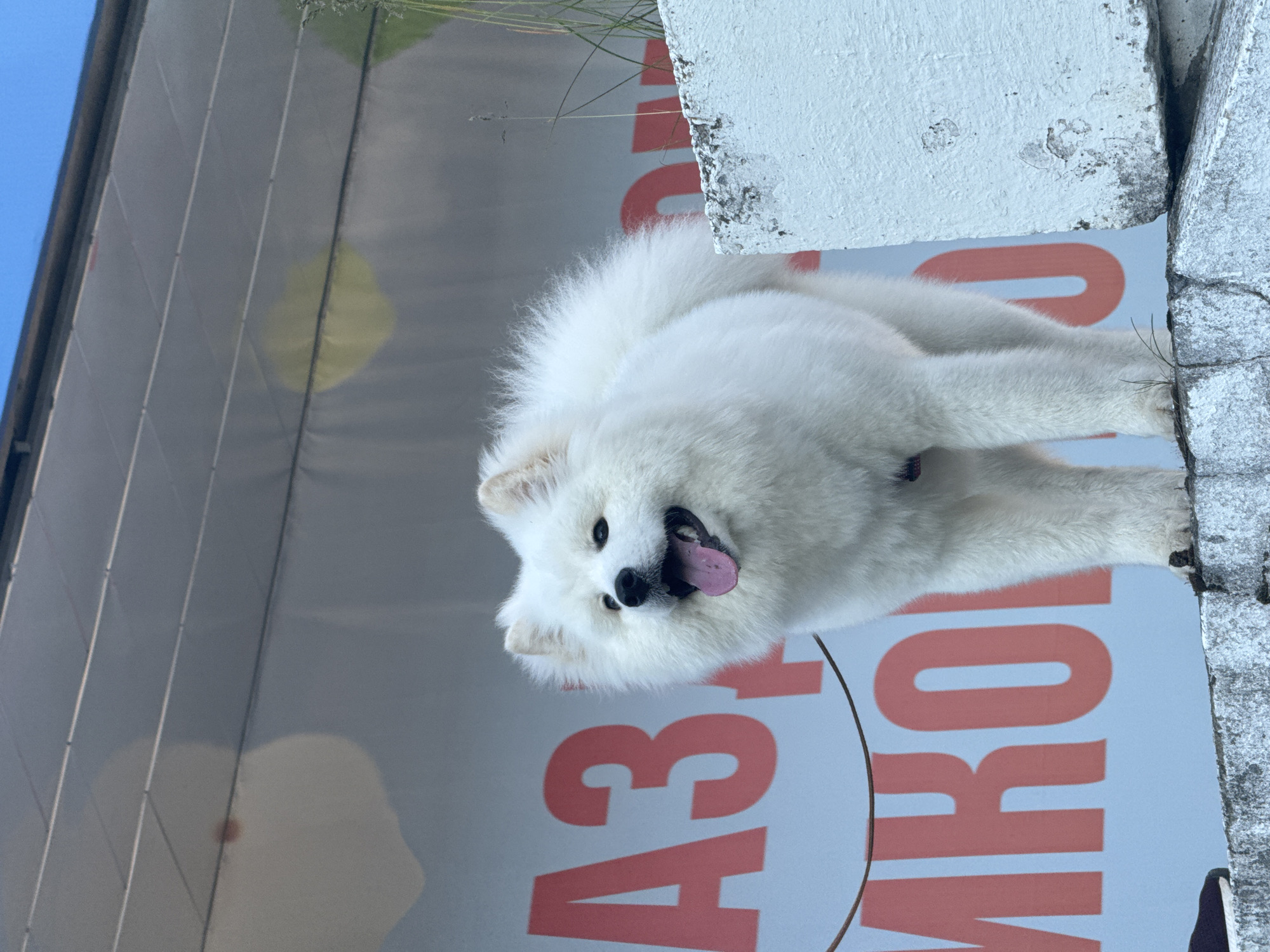 A fluffy white Samoyed dog stands on a concrete barrier against a pale blue and white backdrop with large red Cyrillic lettering. The dog is facing the camera with its mouth open and tongue out, appearing alert. The background features a translucent banner with circular shapes, possibly balloons, in pale yellow and pink, and what appears to be a portion of a blue sky above. The concrete barrier is rough and weathered, with some patches of dirt and moss. Thin green grass sprouts from the cracks in the barrier. The overall impression is an outdoor scene, likely in a public space in Chaikovsky, Russia, given the Cyrillic text. The dog's leash is visible, a thin brown cord.