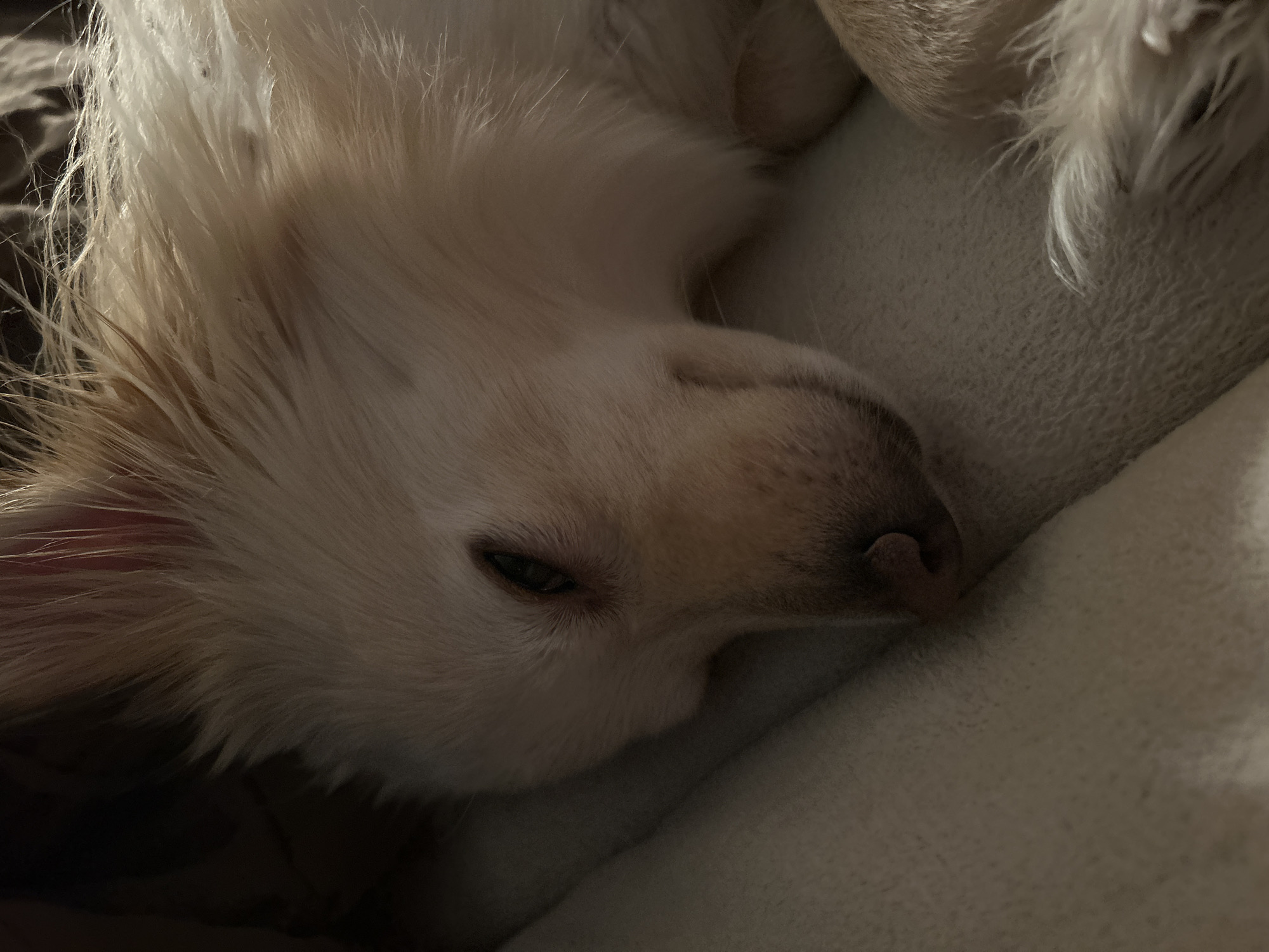 A close-up, eye-level shot shows a small, light-colored dog sleeping on a cream-colored blanket. The dog's head is in the foreground, with its eyes closed and its mouth slightly open. Its fur is long and fluffy, with hints of tan and white. The background is dark and out of focus, with only a suggestion of a human face visible in the upper left corner. The lighting is dim, creating a warm and cozy atmosphere. The image appears to have been taken indoors, in a residential setting. The location is not specified.