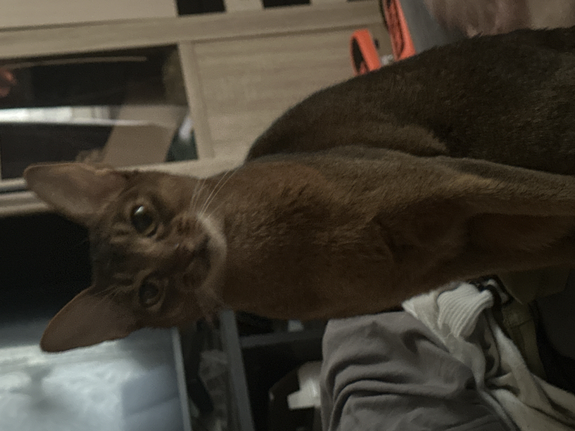 An Abyssinian cat with ticked reddish-brown fur and prominent ears is the central subject of this indoor photograph. The cat's head is tilted, and it looks directly at the camera with large, expressive eyes. Its body is partially visible, stretching across the frame, suggesting it is lying down on a soft surface.
The background is an out-of-focus domestic setting, likely a room within a home in Moscow, Russia. Elements visible include light-colored wooden furniture, possibly shelves or a dresser, in the upper left. An orange object, possibly a handle or part of another item, is visible in the upper right. Towards the bottom right, grey and white fabrics, resembling clothing or bedding, are present. The lighting is dim, suggesting an indoor setting with artificial light or low natural light. There is no visible text in the image.