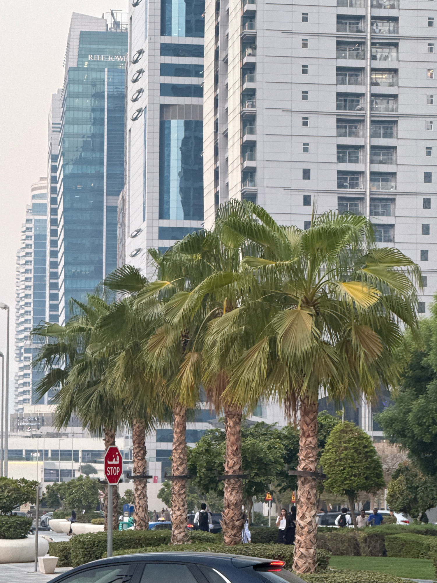 The image shows a row of palm trees in the foreground with several modern skyscrapers in the background. The buildings are tall and made of glass and concrete, with a predominantly light gray facade. The palm trees have green fronds and rough, textured trunks. A red stop sign with Arabic script is visible on a pole between two of the palm trees. In the background, there are cars and people, suggesting an urban environment. The sky is overcast, casting a soft, diffused light on the scene. The architecture and palm trees are indicative of a location in Dubai, United Arab Emirates, likely a business district or a well-developed urban area.