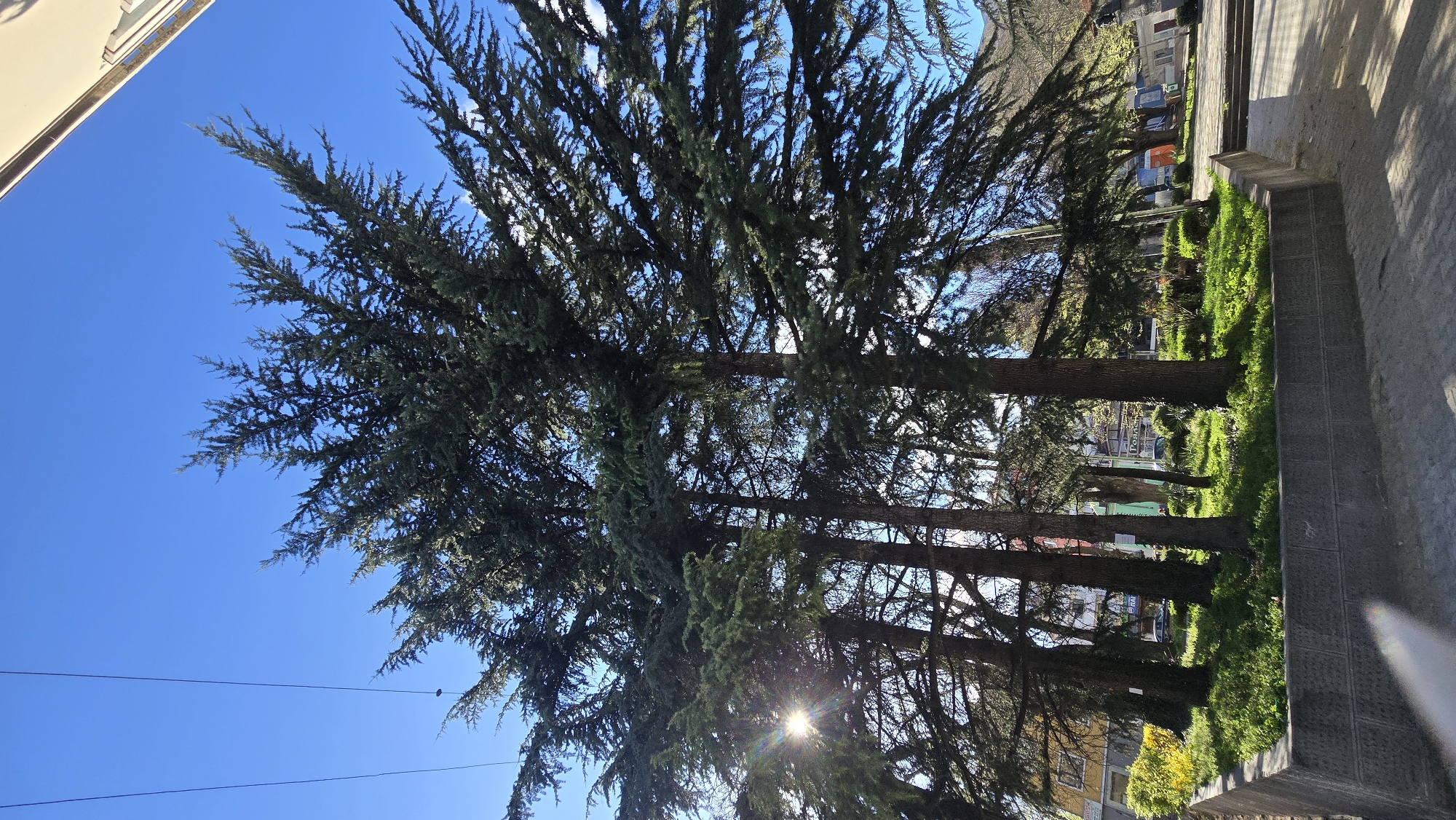 The image depicts a row of tall, evergreen trees in a city park setting, likely located in Stara Zagora, Bulgaria, indicated by signs and writing in Cyrillic. The trees have thick trunks and dense foliage, obscuring much of the buildings behind them. Sunlight filters through the branches creating a starburst effect in the lower portion of the frame. A sidewalk runs along the right side of the image, with green grass growing along the edges and between the trees. In the distance, buildings, signs, and vehicles are visible. The sky above the trees is bright blue. A building is visible on the upper left and powerlines stretch in the lower left.