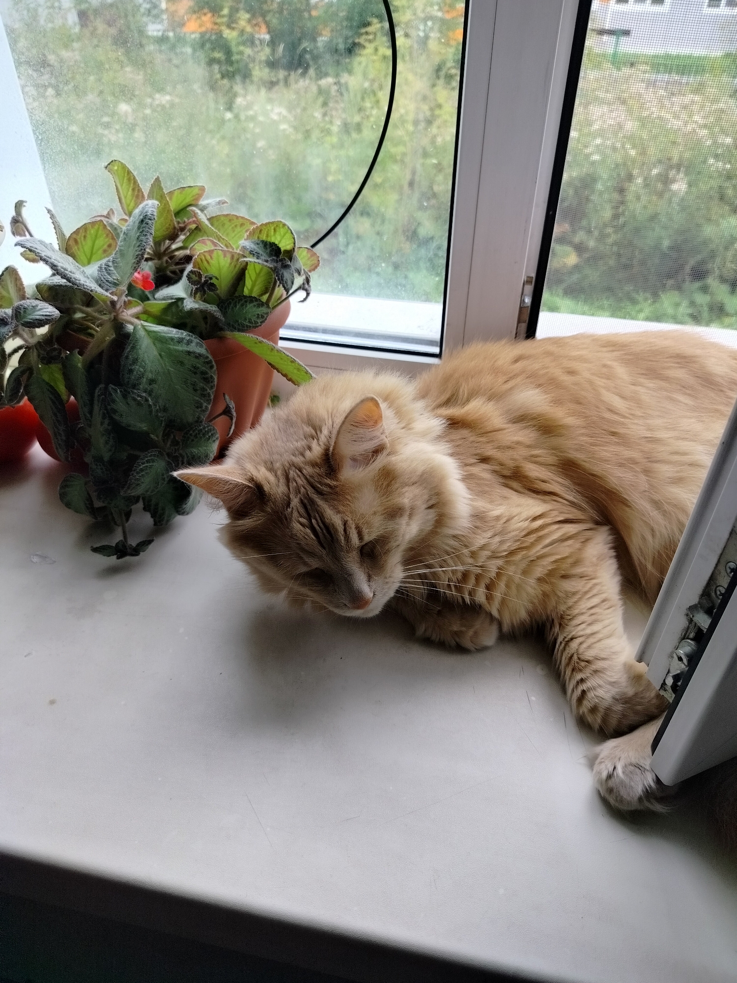 A fluffy, ginger cat is lying on a windowsill. Next to the cat is a potted plant with green leaves and a small red flower. The window is open and a screen is visible. Outside the window, there are trees and some buildings. The cat appears to be sleeping or resting. The scene suggests a peaceful, domestic setting.