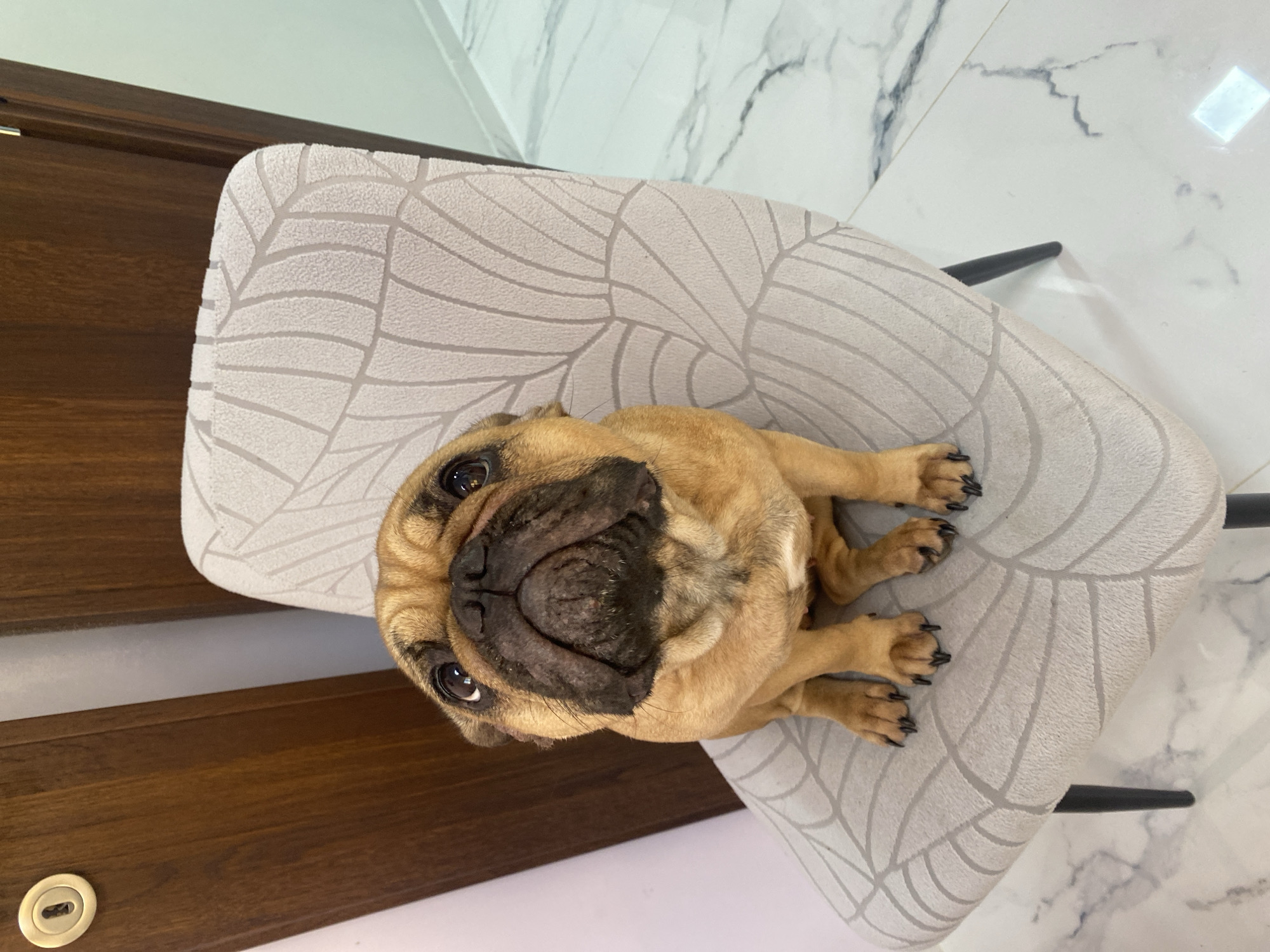 An indoor scene in Sofia, Bulgaria, features a fawn-colored French Bulldog seated upright on an upholstered chair. The dog exhibits a dark muzzle and looks upwards, its dark eyes prominent. Its paws, with visible dark nails, rest on the chair's light-colored fabric, which displays a repeating leaf-like pattern. The chair has dark-toned legs. Behind the subject, two dark brown wooden doors are present. The left door includes a gold-toned keyhole escutcheon. Portions of light-colored walls are also visible. The floor is covered with large, reflective white tiles patterned with grey veining, consistent with marble, and shows a distinct light reflection in the lower right area. No other individuals or interactions are observed.