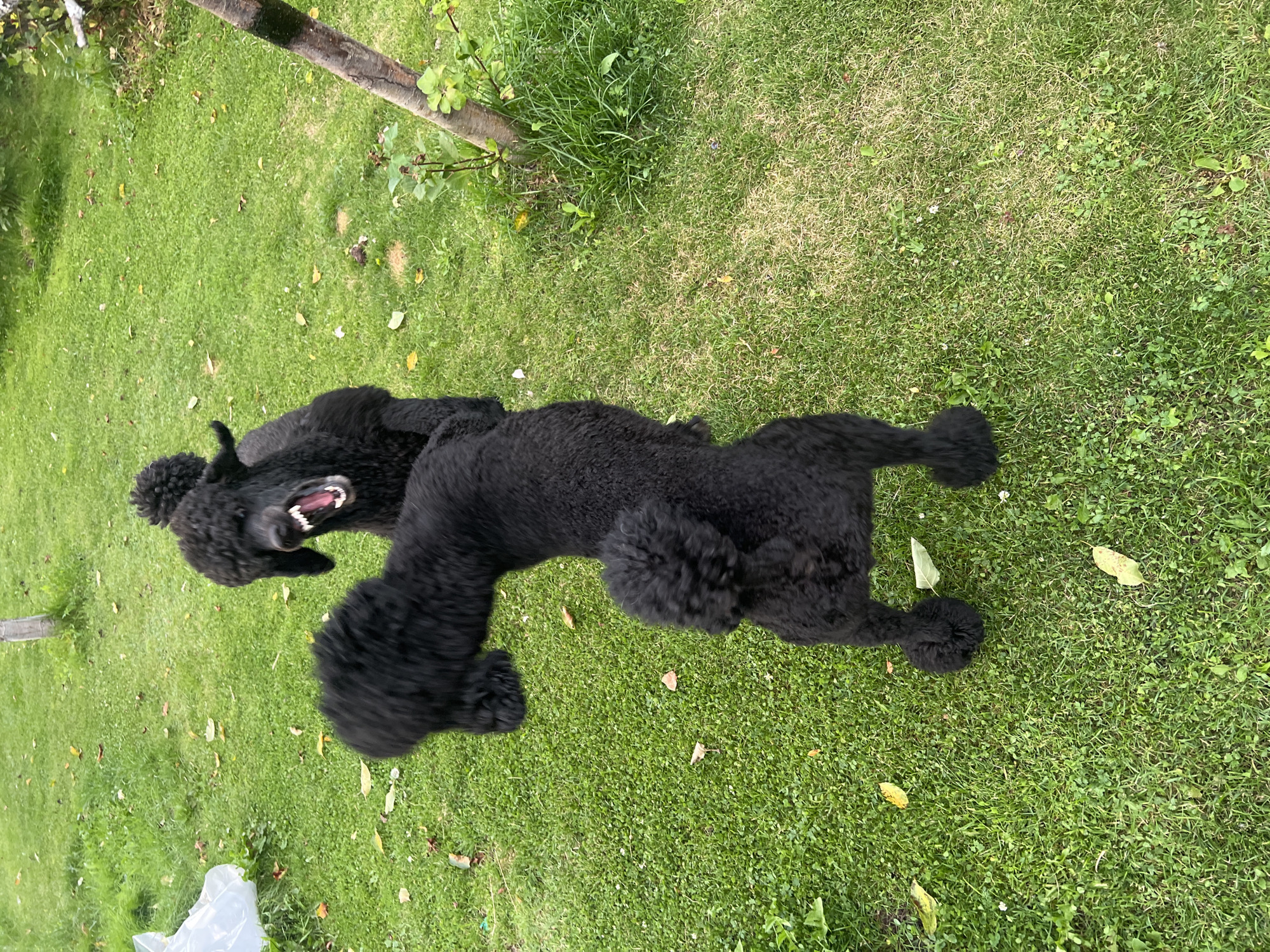In Julionys, Lithuania, two black Standard Poodles are captured mid-play on a green lawn. One poodle, in the foreground and facing away from the camera, is in a playful stance with its hindquarters raised and front paws on the ground. The second poodle, positioned behind and to the right of the first, is turned towards the camera and appears to be barking, with its mouth open and teeth visible. The environment is a grassy yard with scattered fallen leaves and a tree trunk visible on the right side. A white plastic object is present on the far left of the frame. The lighting suggests an outdoor setting during daylight hours.