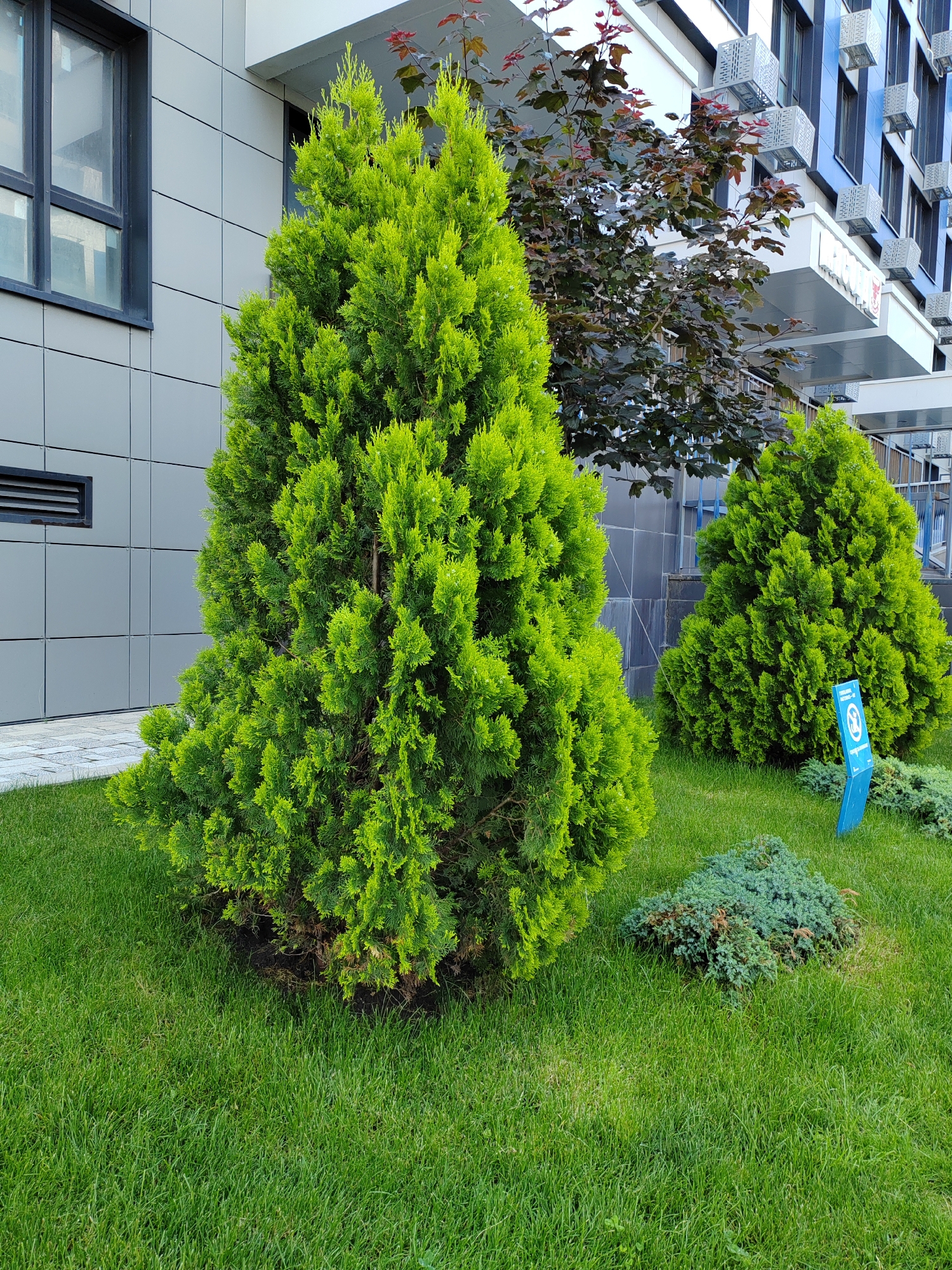 In an urban setting, a vibrant green lawn surrounds a large conical evergreen tree. To the right, another smaller evergreen tree stands, accompanied by a low, spread-out blue-green shrub. A bright blue sign with a white circular graphic, depicting a person walking, is planted in the grass near the smaller tree. In the background, a modern building with a gray tiled facade and dark-framed windows looms. Further back, a multi-story building features dark blue paneling and numerous white rectangular air conditioning units. A dark-leaved tree with reddish-brown foliage is visible behind the larger evergreen. The lighting suggests it is daytime, with bright sunlight casting shadows.