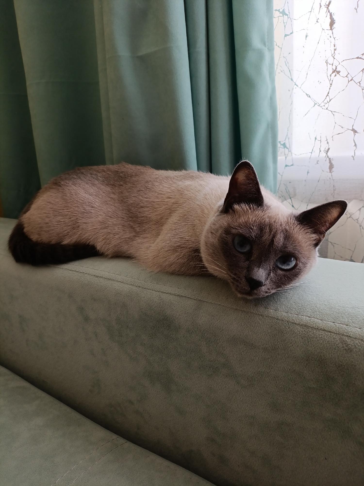 A Siamese cat with blue eyes is lying on a green upholstered sofa. The cat is positioned in the center of the frame, its head resting on the edge of the sofa and its body stretching back toward the left. Behind the sofa, green curtains hang to the left, and a window with a white, marbled-patterned sheer curtain is visible to the right. The location is Chaikovsky, Russia, based on the metadata.