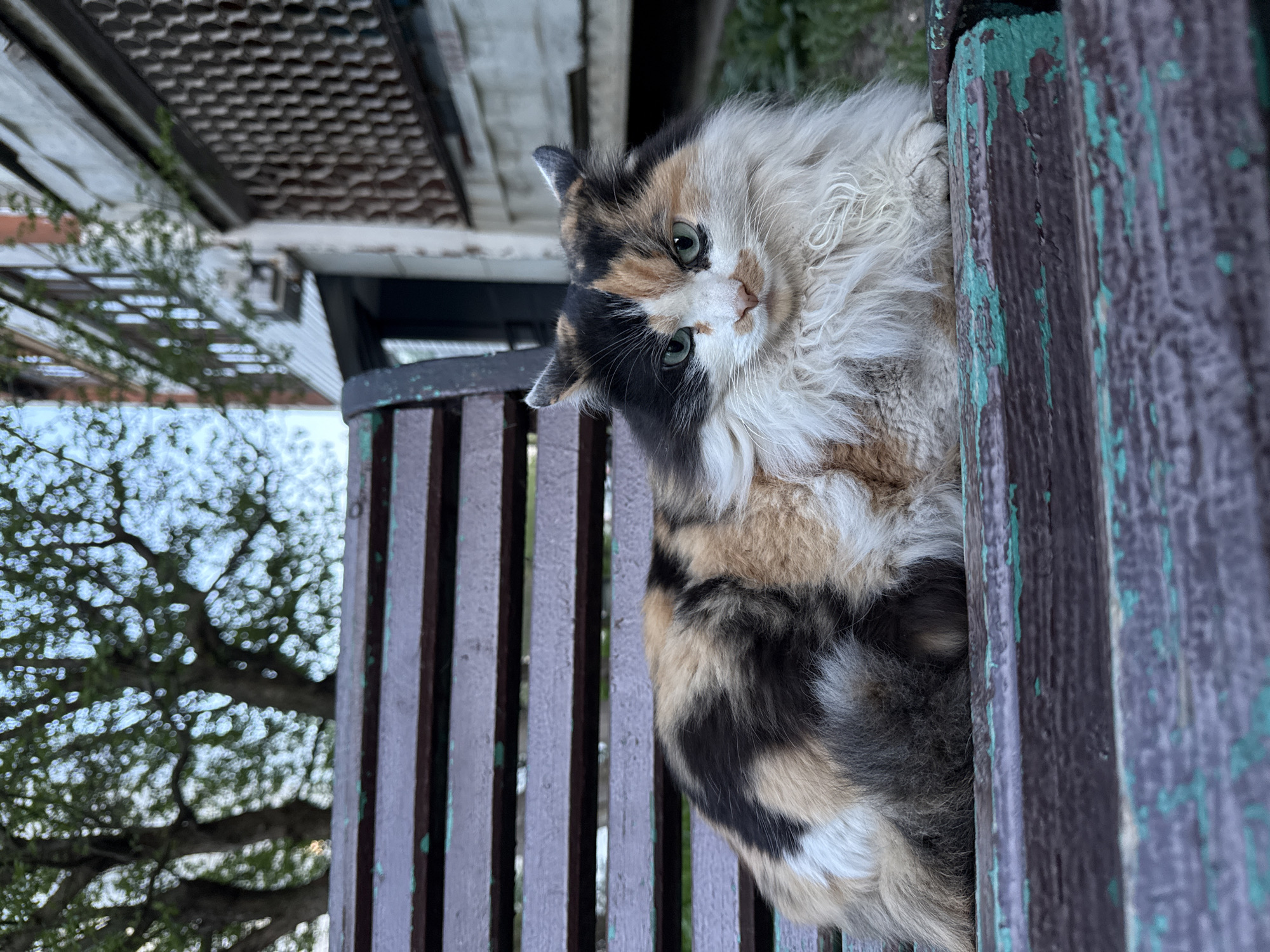 A cat is lying on its side on a park bench in an outdoor setting. The cat is calico colored with long, fluffy fur. It is positioned between the slats of the bench, looking directly at the camera with green eyes. The bench appears to be made of wood and is painted in a dark color with patches of green paint peeling off. In the background, there is a blurry view of trees and a building. The image is oriented with the top of the scene appearing on the left and the bottom on the right.