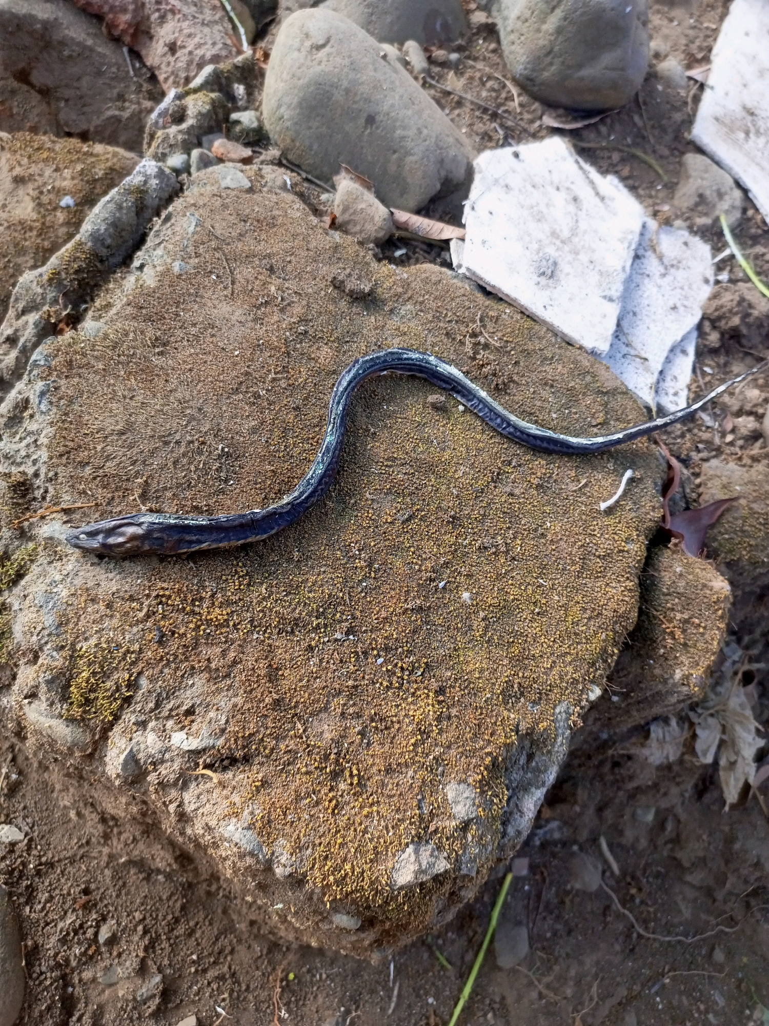 A dead, dark-colored amphibian, possibly a salamander or a young snake, lies curled on a moss-covered rock in a natural, outdoor setting. The amphibian is slender, with a pointed head and a long, segmented body. The rock it rests on is irregular in shape and covered with a thick layer of green and yellowish moss, interspersed with small stones and dirt. The background consists of more rocks, dirt, and some dry leaves, suggesting a dry, possibly somewhat arid environment. There are no people or visible signs of human activity directly interacting with the amphibian. The lighting suggests it is daytime. The overall impression is a still-life scene in nature, with the deceased amphibian as the central subject.