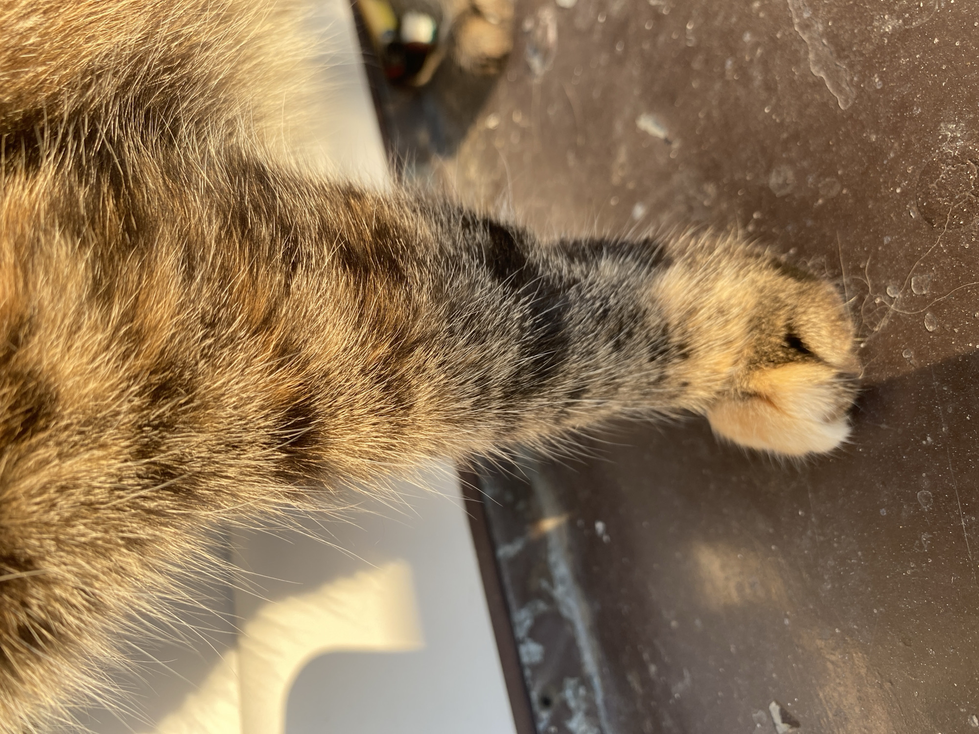 The image is a close-up of a cat's paw and lower leg. The fur is a mix of brown, black, and orange tabby markings. The paw pad is a light pinkish color, and the fur on the paw is lighter and fluffier than the fur on the leg. The background is out of focus, showing a dark, flat surface and a lighter, blurred area that may be a wall or window with sunlight casting a shadow. There are no people or identifiable landmarks present to indicate a specific location within Bílina, Czechia. The scene is static and shows no action.