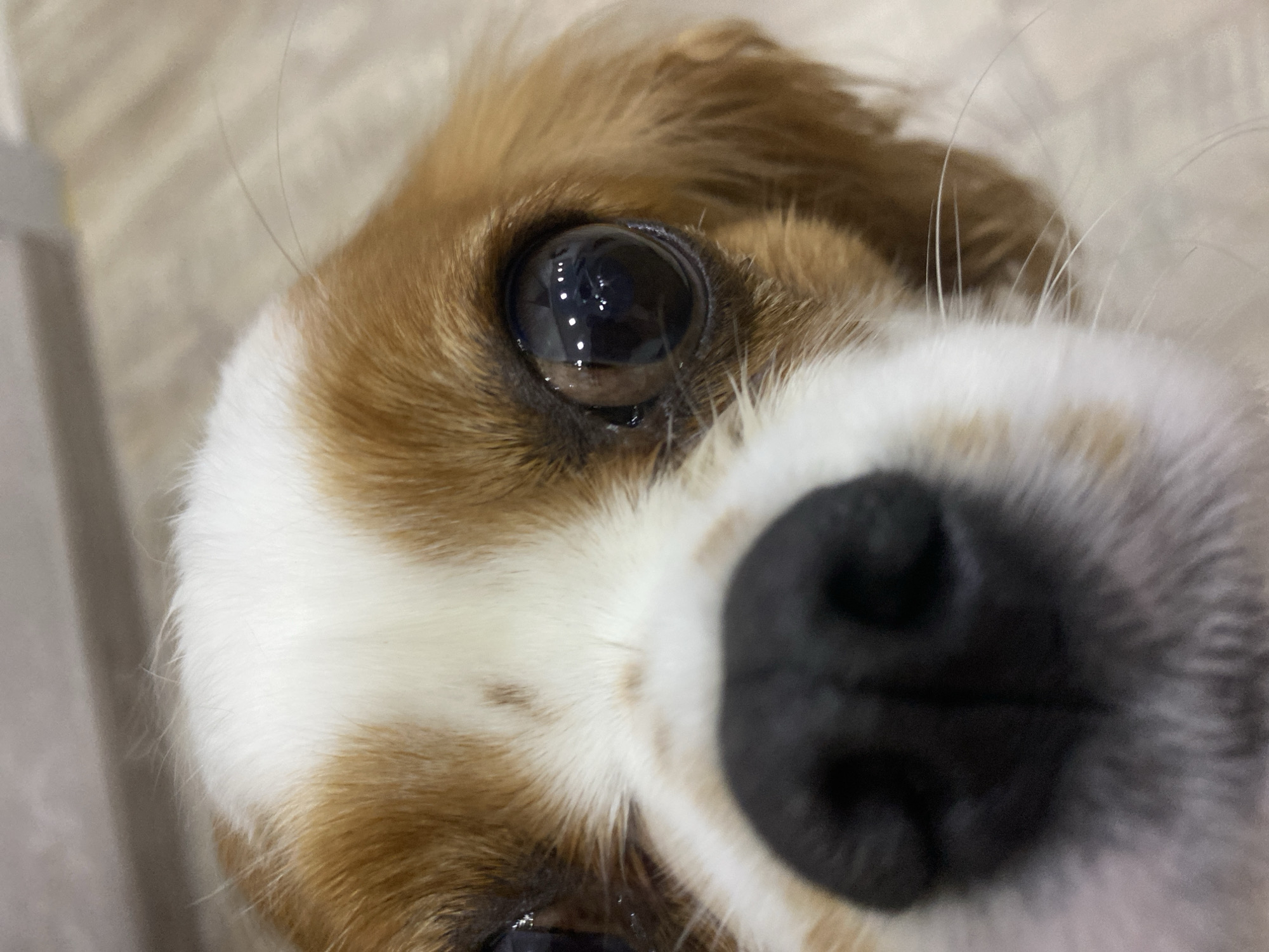 A close-up, low-angle shot of a Cavalier King Charles Spaniel's face is captured, filling the entire frame. The dog's large, dark brown eye is prominently featured on the right side of the image, reflecting overhead lights. Its black nose, also in close focus, is centered in the lower portion of the frame. The dog's fur is a mix of white and tan, with the white fur extending from its forehead down to its muzzle. The background is a blurred, neutral tone, suggesting an indoor setting with possibly a light-colored floor and wall.