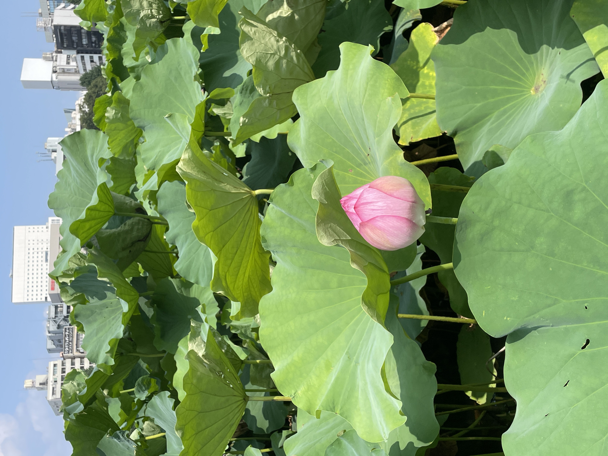 This is a medium shot of a pond filled with large green lily pads and one pink lotus bud in the foreground. The lotus bud is centered in the bottom half of the frame, with its petals tightly closed, revealing its soft pink hue. The lily pads are lush and green, with some showing slight imperfections like small holes. Behind the lily pads, a hazy cityscape is visible under a clear blue sky. The buildings appear to be of varying heights and architectural styles, suggesting an urban environment. The hint images provide close-ups of the lily pads and buildings, confirming the presence of a city. While the image does not explicitly show the location, the presence of distinct buildings and the natural setting of a lotus pond are characteristic of urban parks found in cities like Taito, Japan. There are no people or animals visible in the scene. The lighting suggests it is daytime, with sunlight casting shadows on the lily pads.