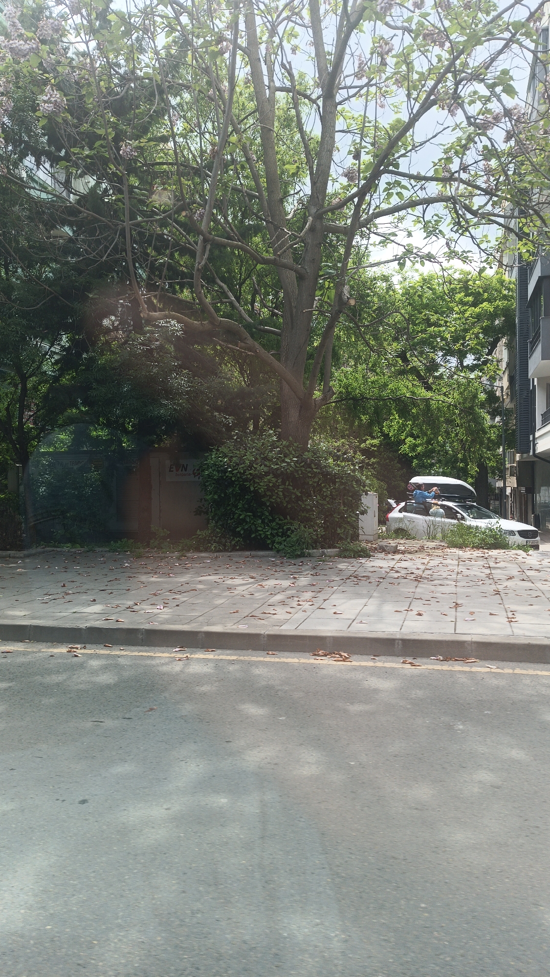 The image shows a street scene in Burgas, Bulgaria. The view is from the street level, looking towards the sidewalk. A large tree with blooming branches dominates the upper portion of the frame. Under the tree, near a concrete building with the name "EVN" visible, a white car with a roof rack is parked. Two people are near the car; one appears to be on top of it. The sidewalk is covered with fallen leaves. The street pavement is in the foreground. A building is seen on the right-hand side.