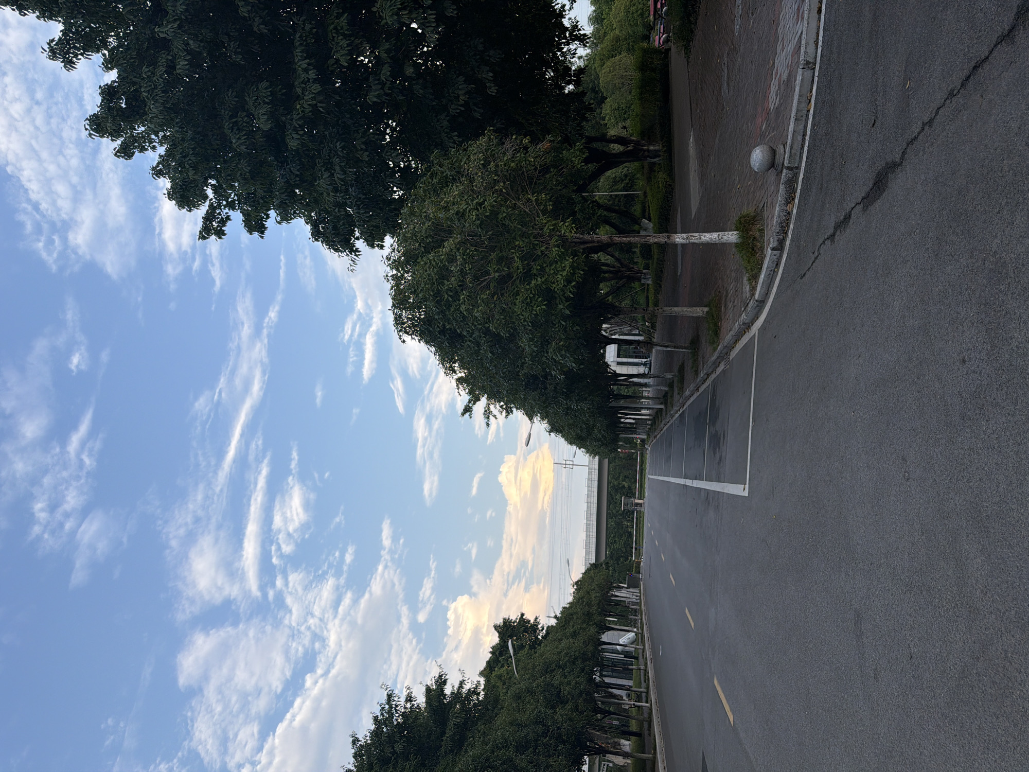 The image depicts a street scene in Jiangjin, China. The road, made of asphalt, is wet and shows some cracks. Yellow lines mark the lanes, and white lines delineate parking spaces on the right side. A row of young, manicured trees with white-painted trunks lines the left side of the road, and a larger, mature tree with dark foliage dominates the right side of the frame. In the distance, a bridge spans across the road, with power lines visible overhead. The sky is blue with scattered white clouds, some of which are illuminated by what appears to be late afternoon or early morning light. The overall atmosphere is calm and serene, with no people or vehicles visible in the immediate foreground.