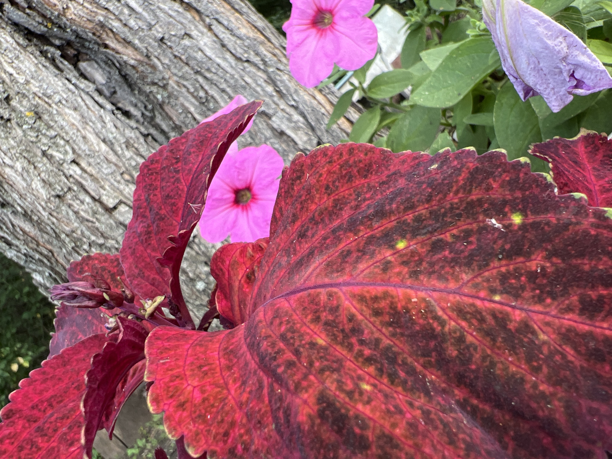 The image is a close-up shot of foliage and flowers in an outdoor setting. In the foreground, a large, dark red leaf with prominent veins takes up a significant portion of the frame, its serrated edges visible. Behind it, two bright pink petunia flowers are in focus, one positioned higher and slightly to the left, the other lower and to the right. A partially closed, pale purple flower bud is also visible in the lower right corner. The background features the rough, textured bark of a tree trunk and blurred green foliage. The scene is likely a garden or park. There are no people or animals present. The image does not provide any information about the city of Khryashchevka, Russia, or any specific location within it.