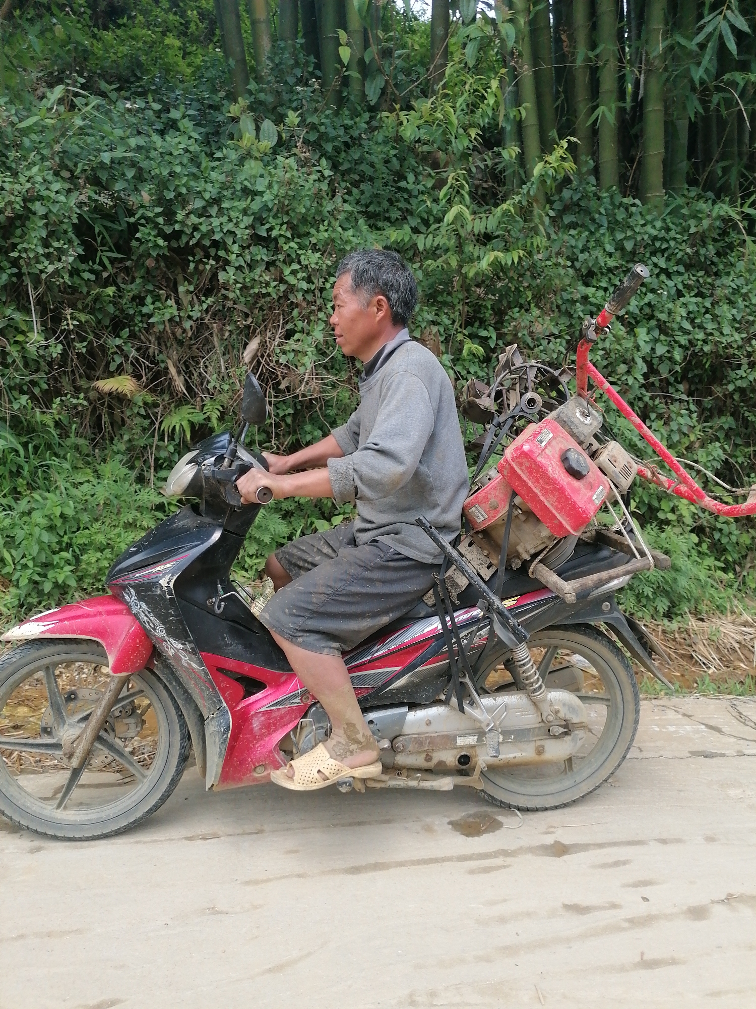 An adult man, appearing middle-aged or older with short grey hair, is seen riding a red and black underbone motorcycle. He is wearing a grey long-sleeved shirt and dark shorts, with his legs and feet, particularly the left, covered in mud. He wears light-colored sandals.
A substantial piece of agricultural machinery, likely a tiller or cultivator, is strapped securely to the rear of the motorcycle. It features a prominent red engine block with a black fuel cap, and a red frame with handles. The motorcycle itself is visibly dirty with mud and dust, reflecting its use in rugged conditions.
The man is actively operating the motorcycle, with his hands gripping the handlebars, engaged in transporting the heavy equipment. The setting is an outdoor, rural environment, with a concrete or dirt road that also bears dirt and damp patches. The background is rich with dense green vegetation, featuring thick bushes and smaller plants on the left, and a prominent stand of tall bamboo stalks on the right, forming a natural wall of foliage.
The scene depicts a moment of daily activity, likely related to agriculture, in a natural and somewhat rugged setting. The time of day appears to be daytime, under natural light. The man's expression is neutral and focused on driving. The overall impression is one of practical work and transport in a rural area, consistent with the provided context of Sa Pa Ward, Vietnam. No clear, legible text is visible on any objects.