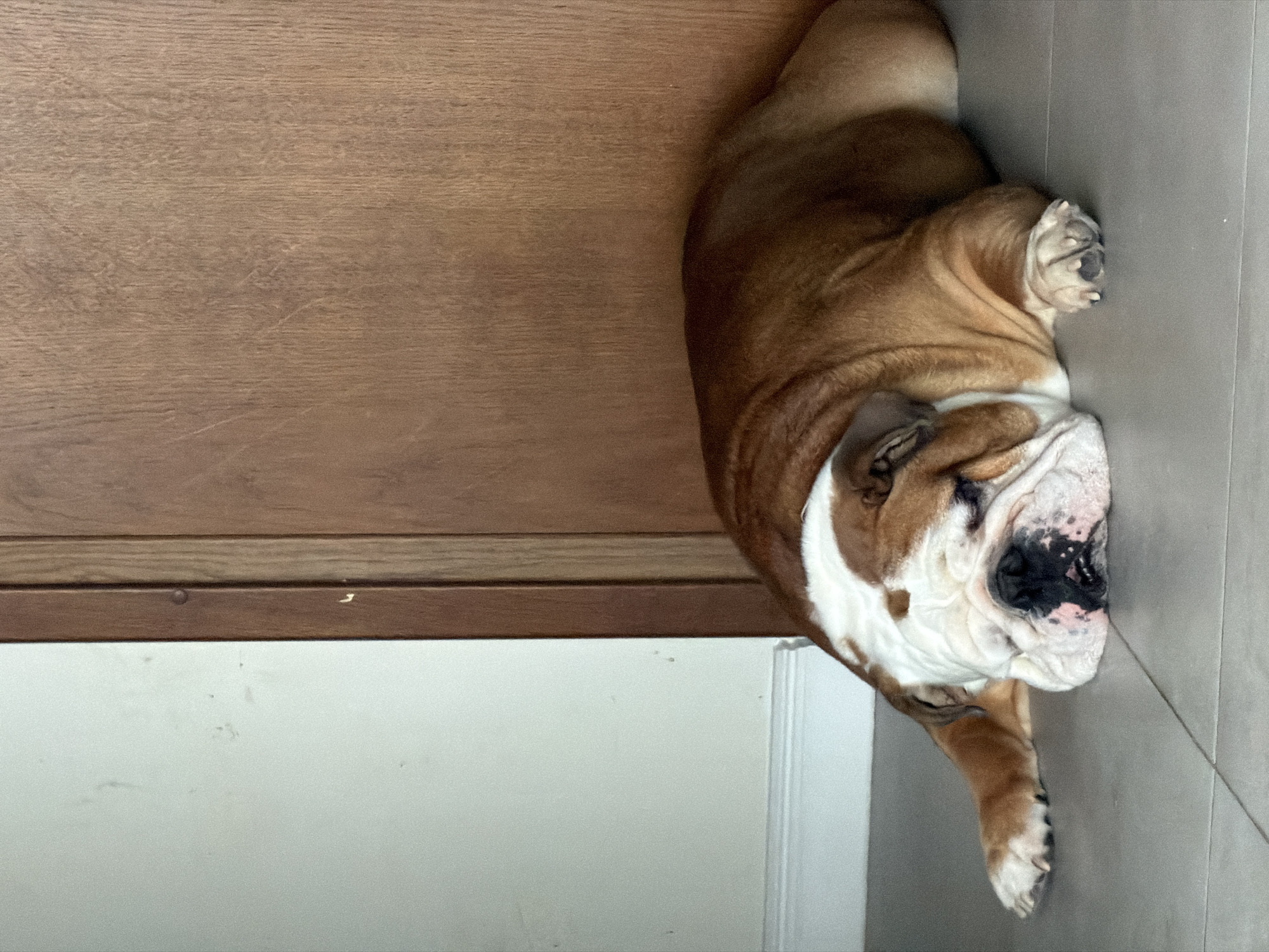 An English Bulldog lies on the floor of a room. A wooden surface, likely a door or paneling, is visible on the left side of the frame, while the floor appears to be composed of gray tiles. The dog has a mix of brown and white fur and its face is visible. The photograph was taken in Sofia, Bulgaria.