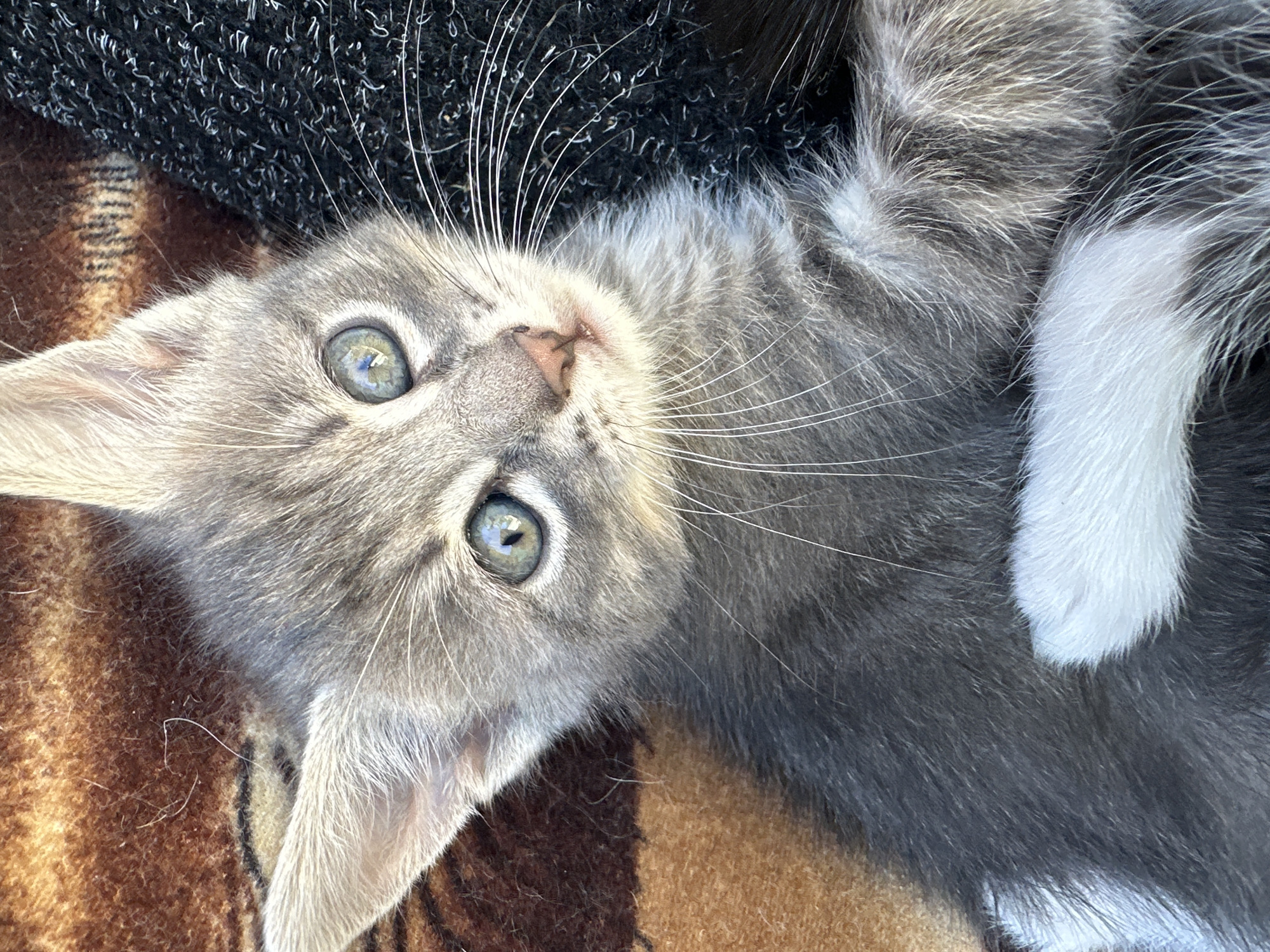 A close-up, high-angle shot shows a grey tabby kitten lying down. The kitten's head is slightly tilted, and its large, blue-green eyes are looking directly at the camera. Its fur is a mixture of grey and black stripes, with some white markings on its chest and paws. The kitten is lying on a brown and black patterned blanket. The background is out of focus, but appears to be a soft surface. The lighting is natural and appears to be daylight.