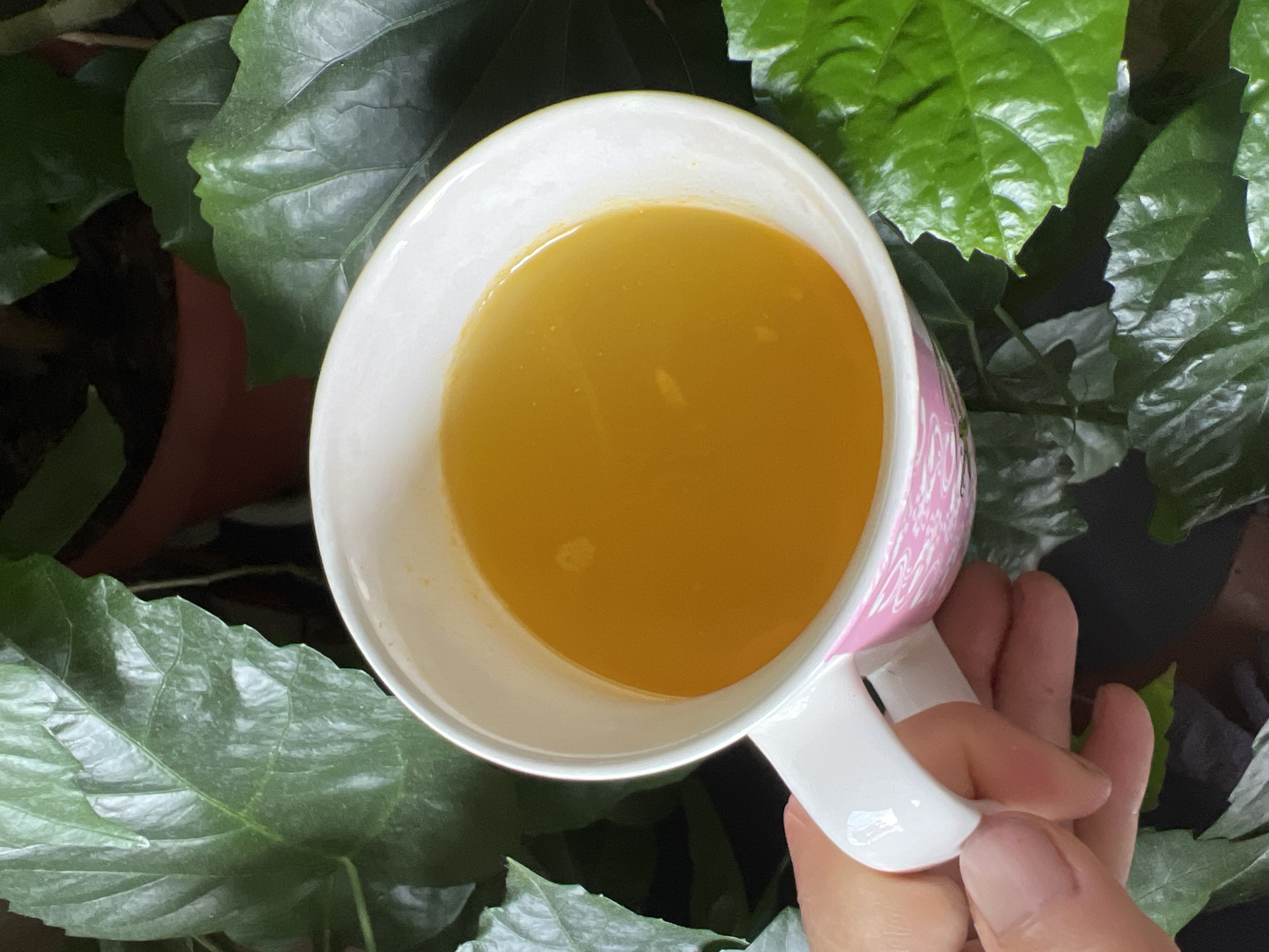 A person's hand, with visible fingernails and skin texture, holds a white mug with a pink decorative pattern around its base. The mug contains a bright orange liquid, possibly juice or tea. The mug is positioned amidst lush green foliage, appearing to be large, glossy leaves of a plant. The background is dark, with some darker green leaves and hints of a reddish-brown pot. The overall scene is an overhead shot, focusing on the mug and its contents against the natural backdrop. The image location is in Pivkino, Russia.