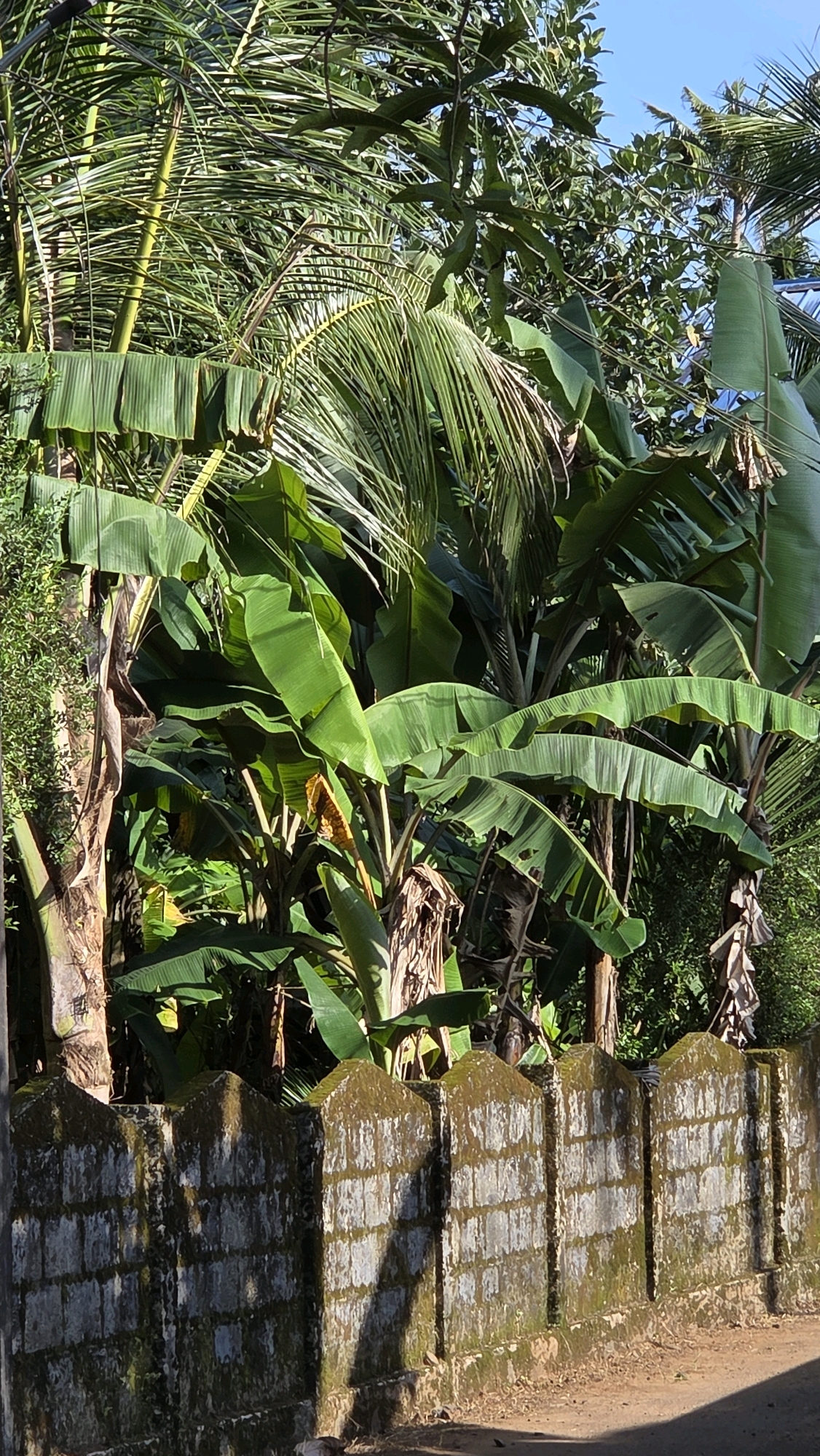 The image depicts a dense tropical scene in Chalakudy, India, dominated by lush green banana plants and palm trees. A weathered, moss-covered brick wall runs along the foreground, its pointed coping stones casting shadows from an unseen light source, likely the sun. The foliage behind the wall appears vibrant and healthy, with large banana leaves unfurling and palm fronds reaching skyward. The background suggests a natural, possibly residential, environment typical of the region. There are no people visible in the frame. The overall impression is one of abundant vegetation and a humid, tropical climate.