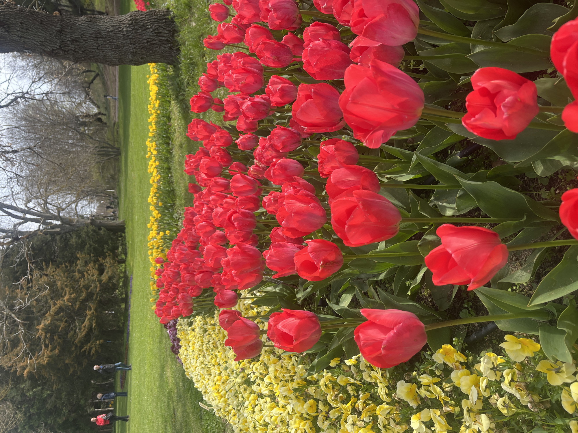 A photograph taken in Varna, Bulgaria, displays a vibrant flowerbed featuring rows of red tulips bordered by yellow pansies. The flowers curve along the pathway of a park or garden. Trees line the grassy area beyond the flowers. Several people can be seen in the background, with three individuals walking together.